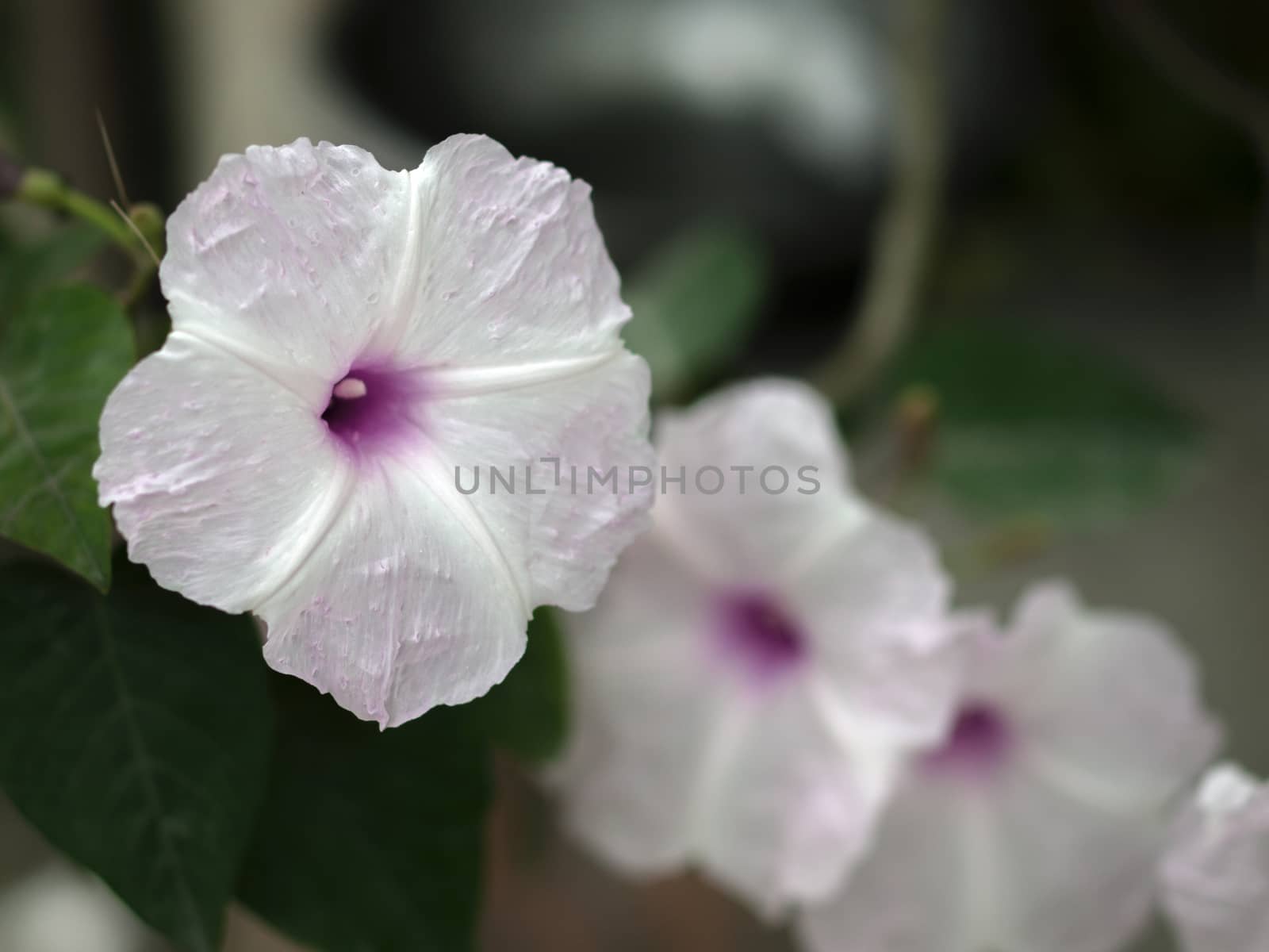 COLOR PHOTO OF HIBISCUS