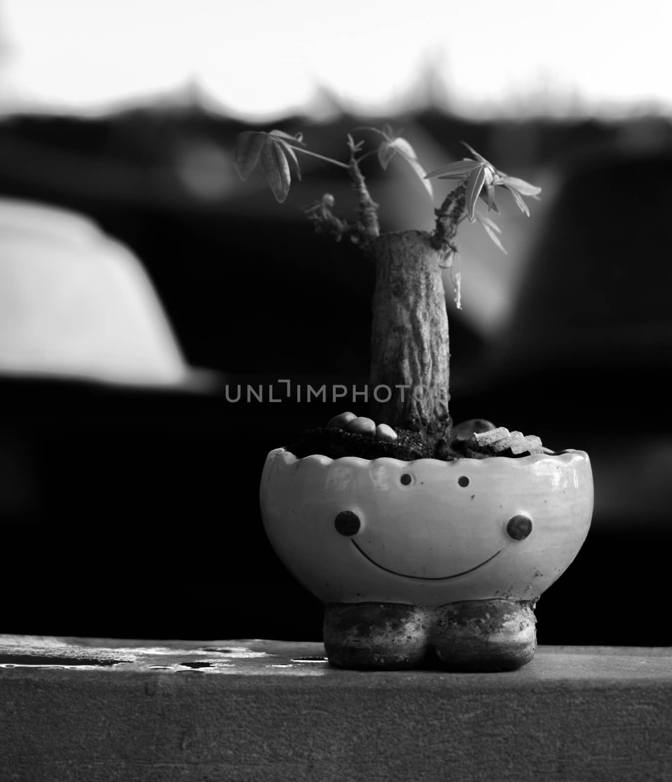 BLACK AND WHITE PHOTO OF SMALL TREE GROWN IN SMILEY-POT