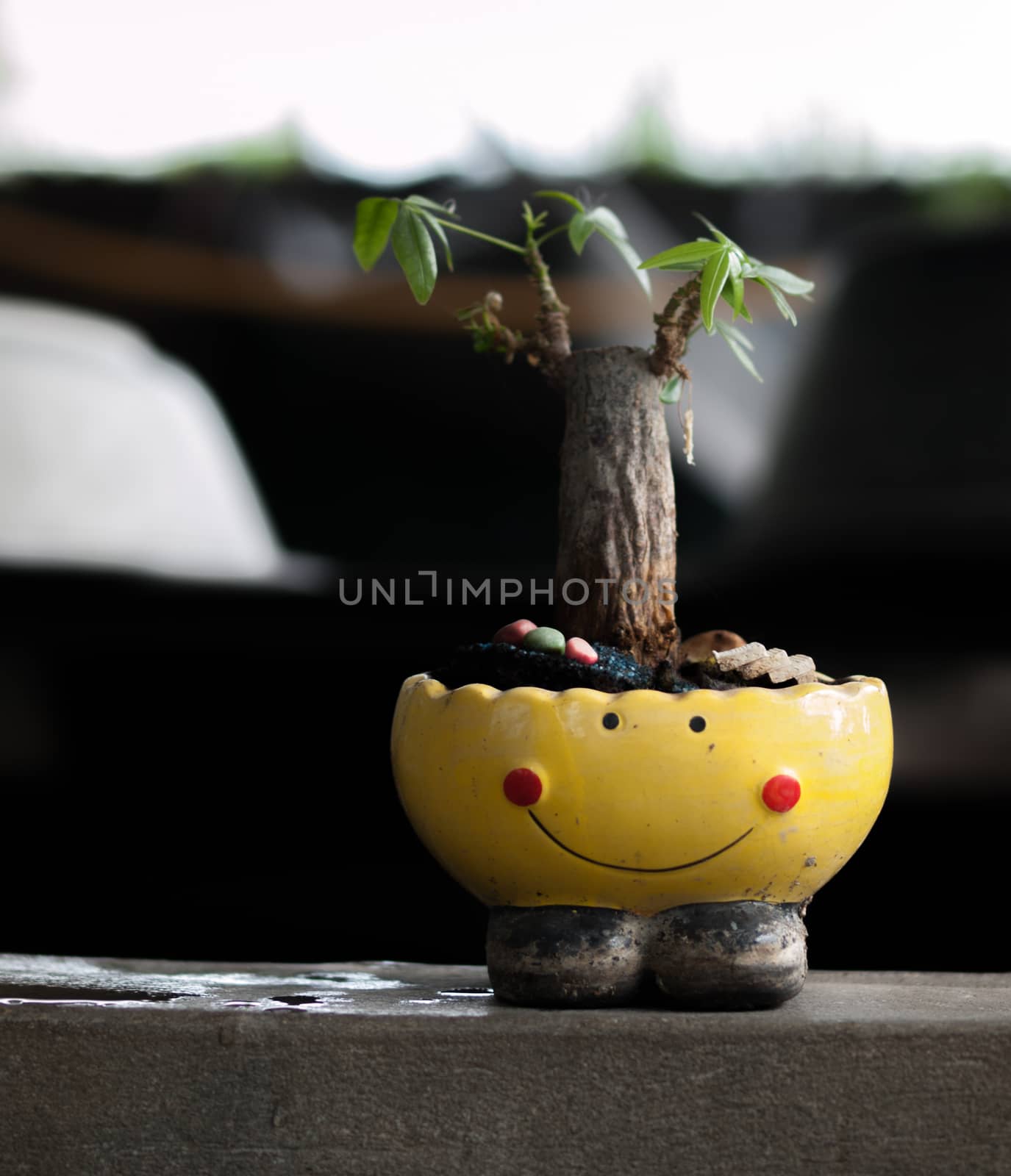 COLOR PHOTO OF SMALL TREE GROWN IN SMILEY-POT