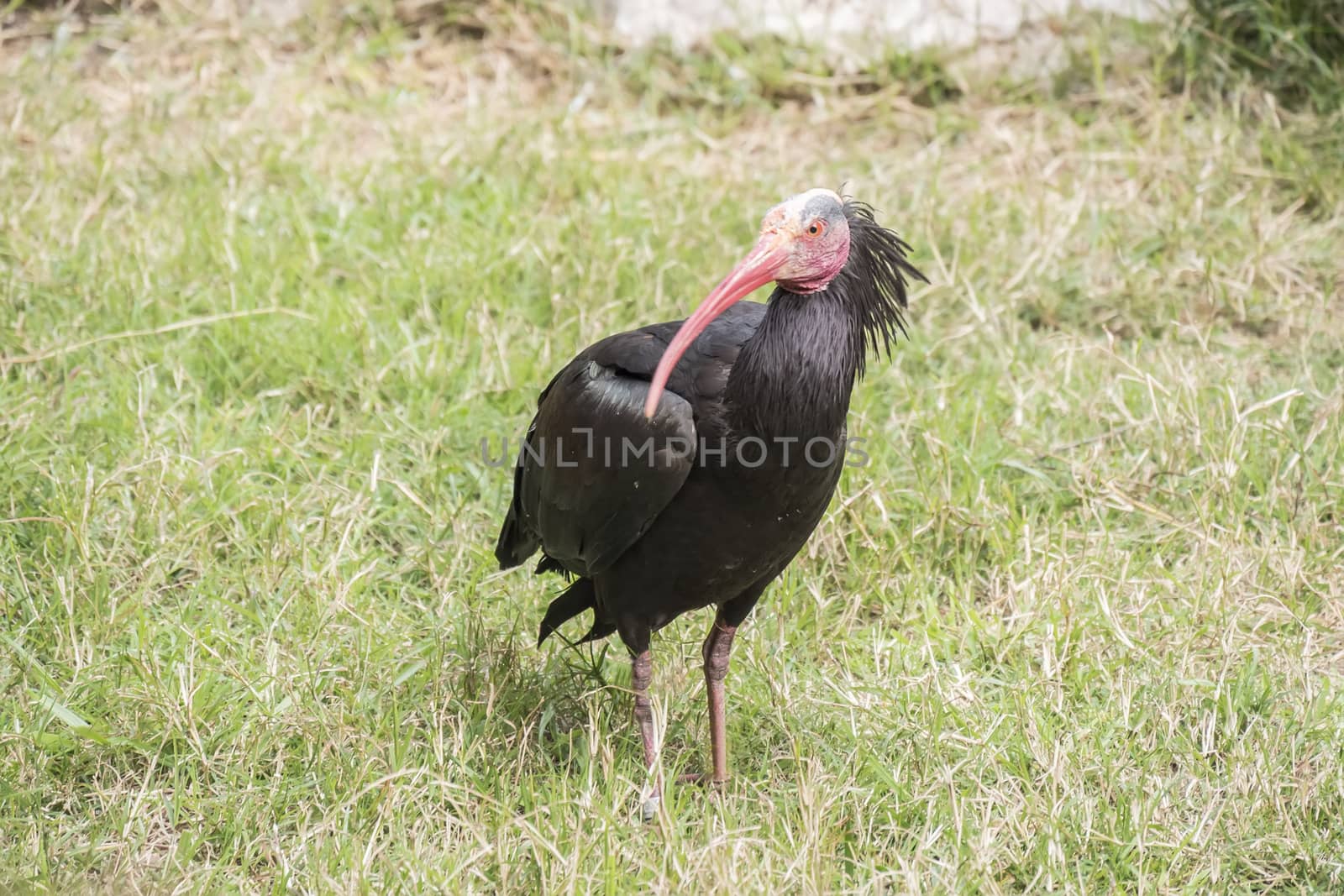 Gerunticus eremita, Northern bald ibis by max8xam
