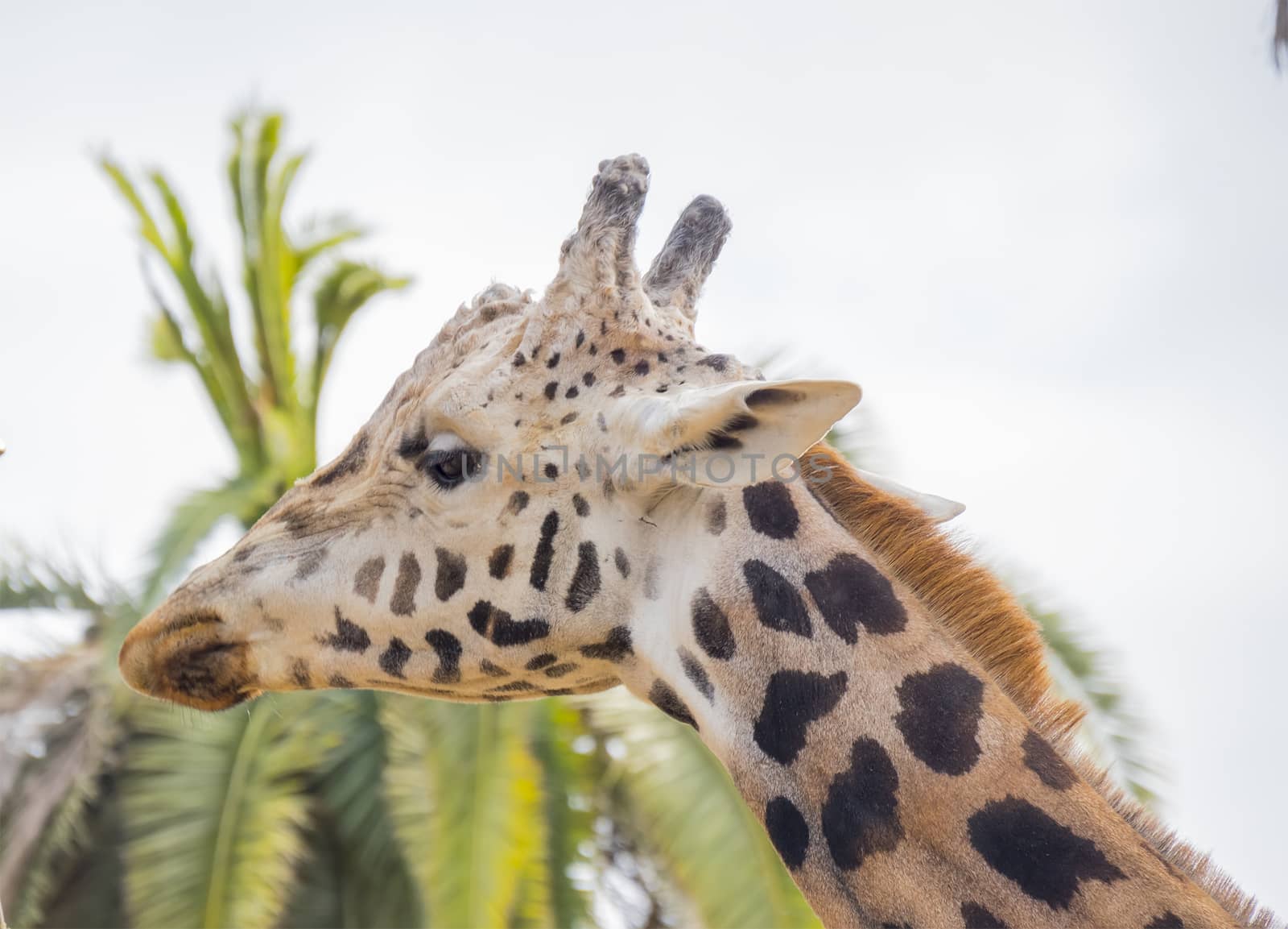Giraffa camelopardalis, Giraffe by max8xam