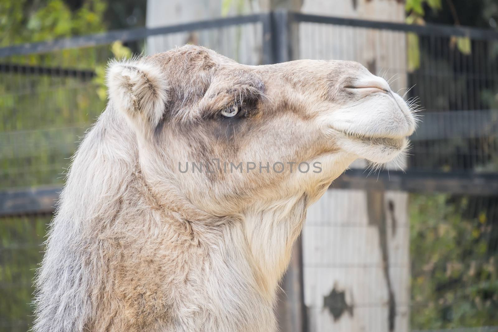 Camel head closeup portrait by max8xam