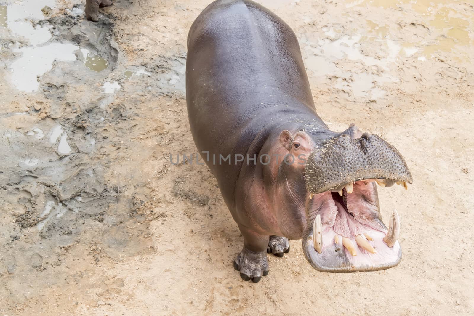 Hippopotamus amphibius by max8xam