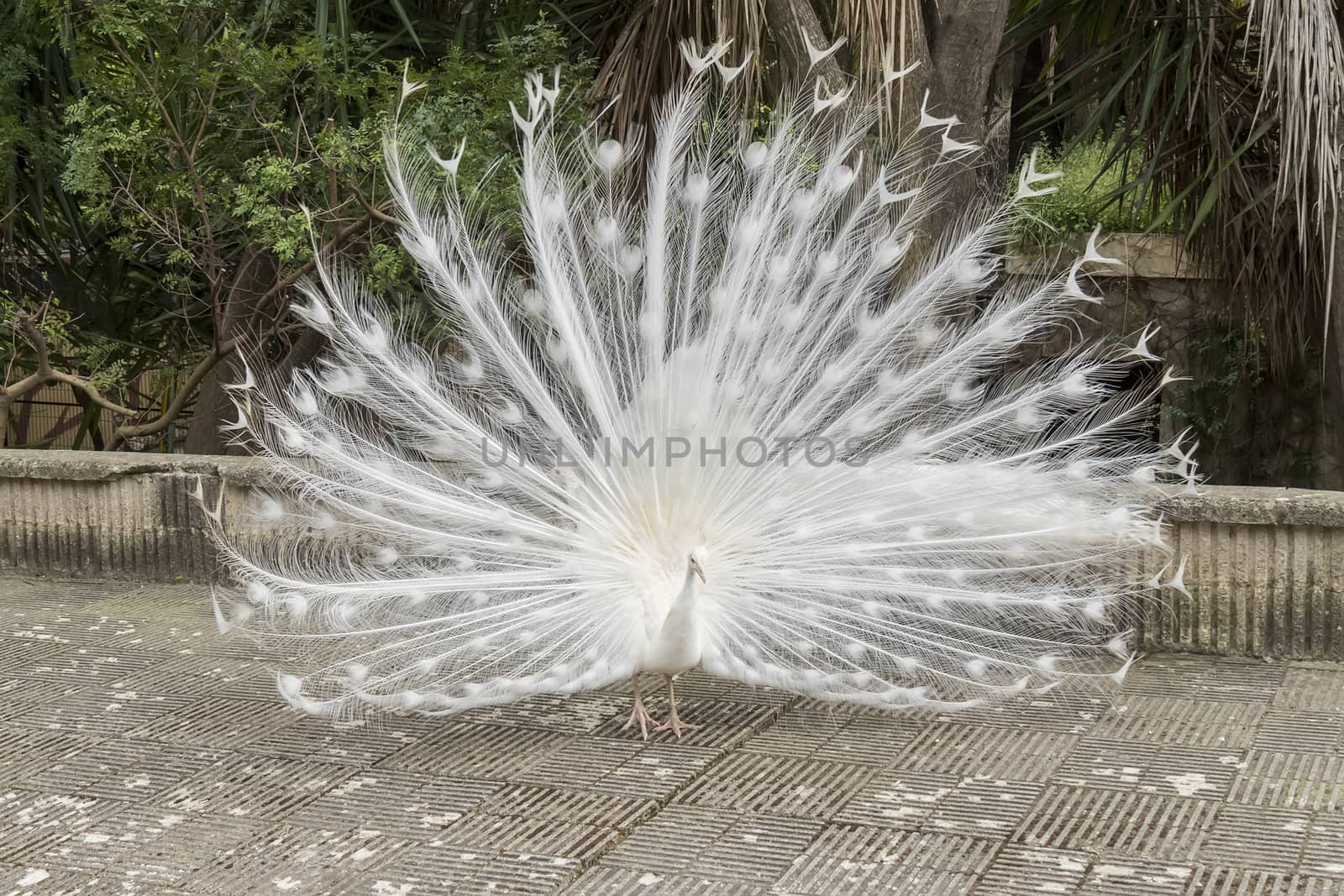 White peafowl,  Indian Peafowl by max8xam