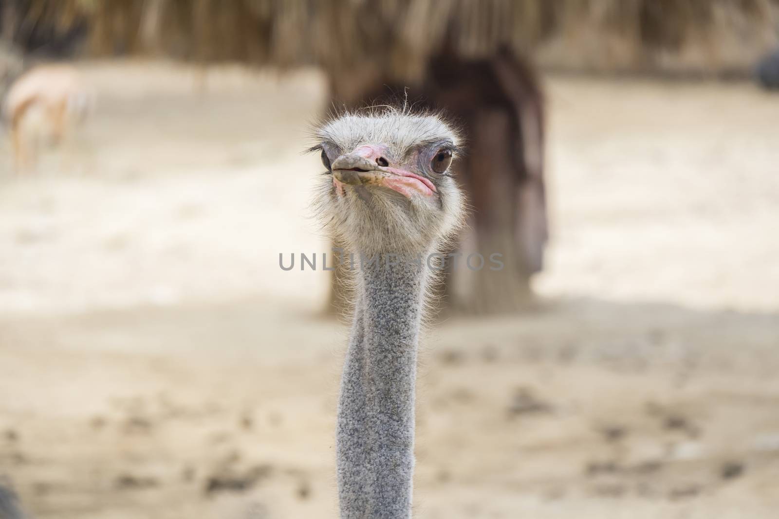 Struthio camelus head, Ostrich head by max8xam