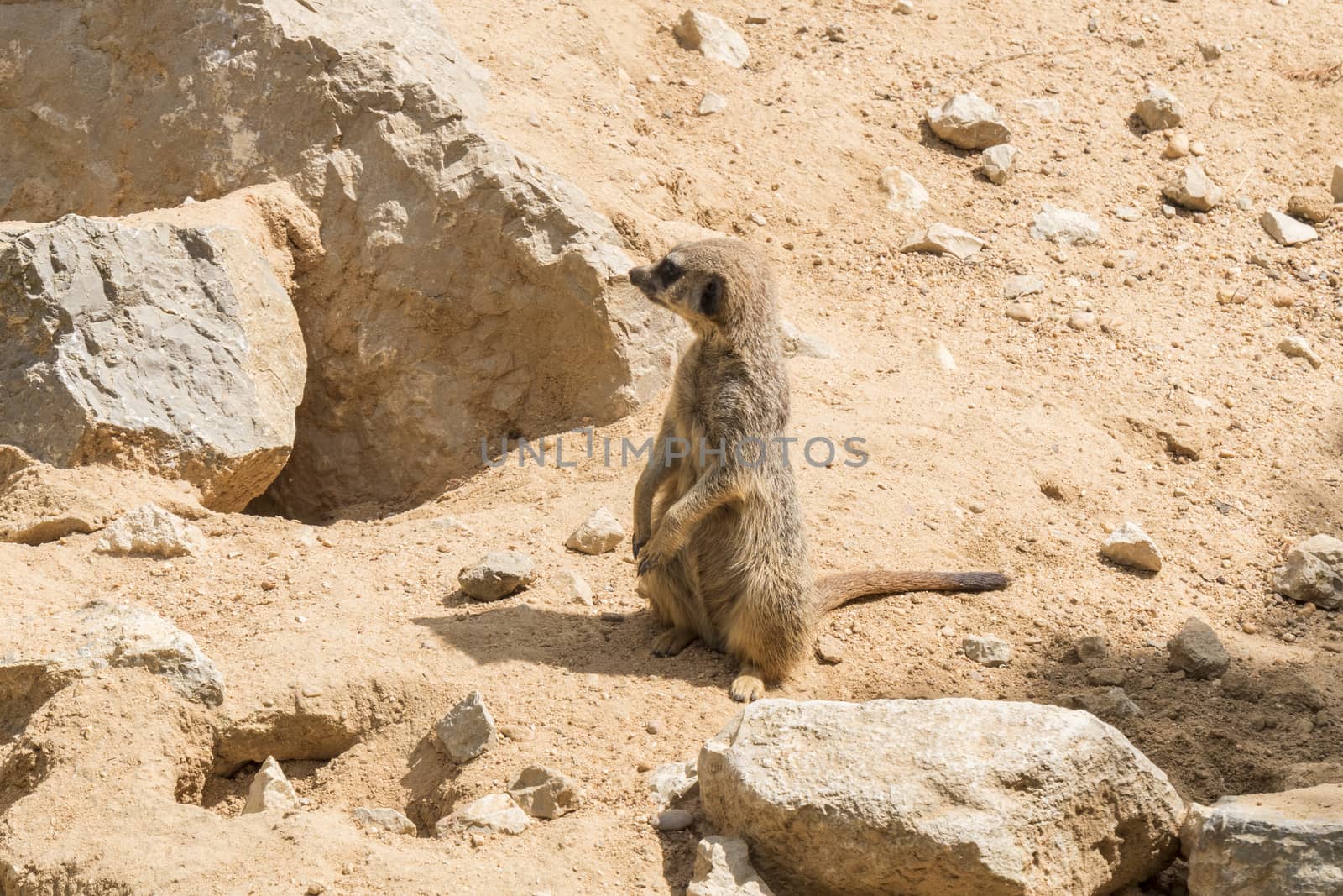 Suricata suricatta, Meerkat by max8xam
