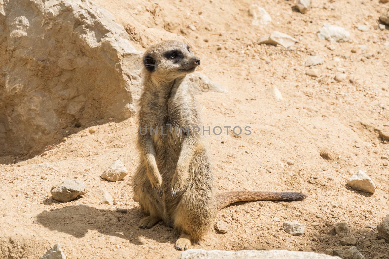 Suricata suricatta, Meerkat by max8xam