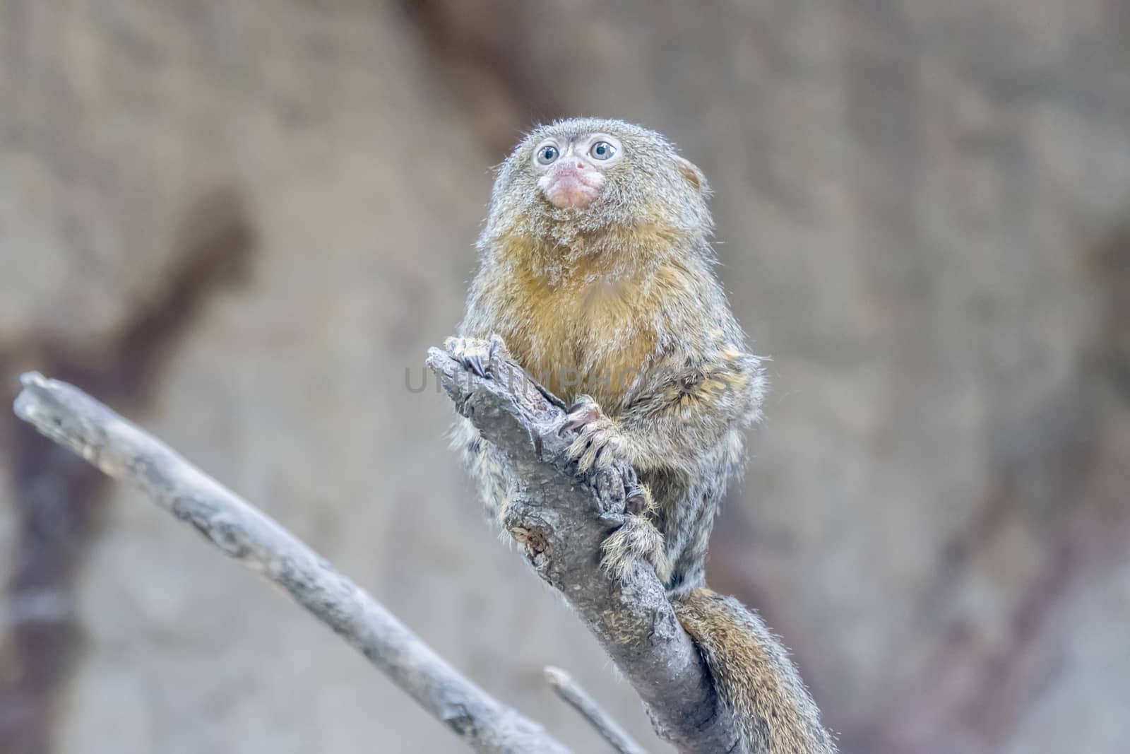 Callithrix pygmaea, Pygmy marmoset