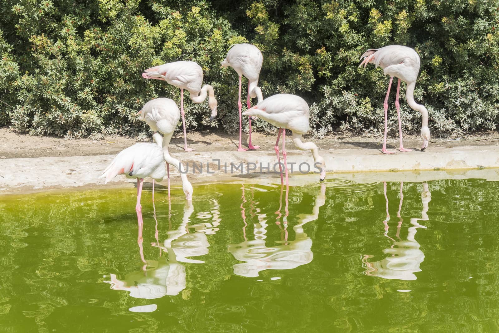 Flamingos resting on the shore of a pond by max8xam