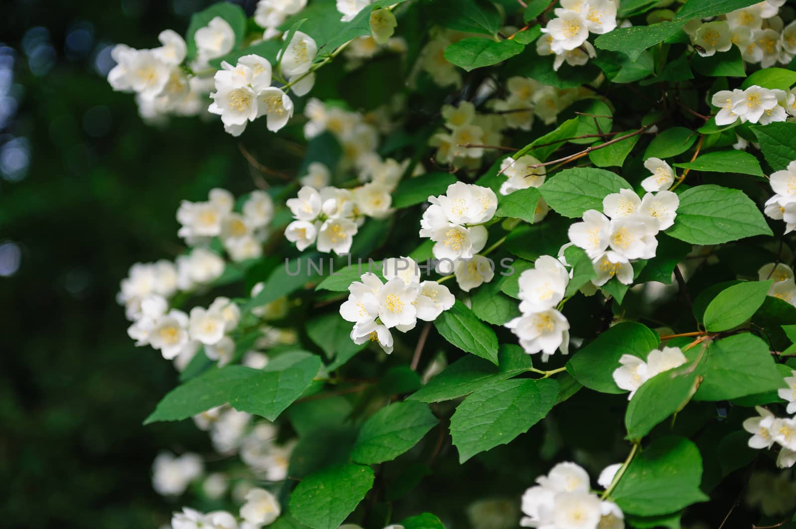 beautiful white jasmine flowers in the summer Park.
