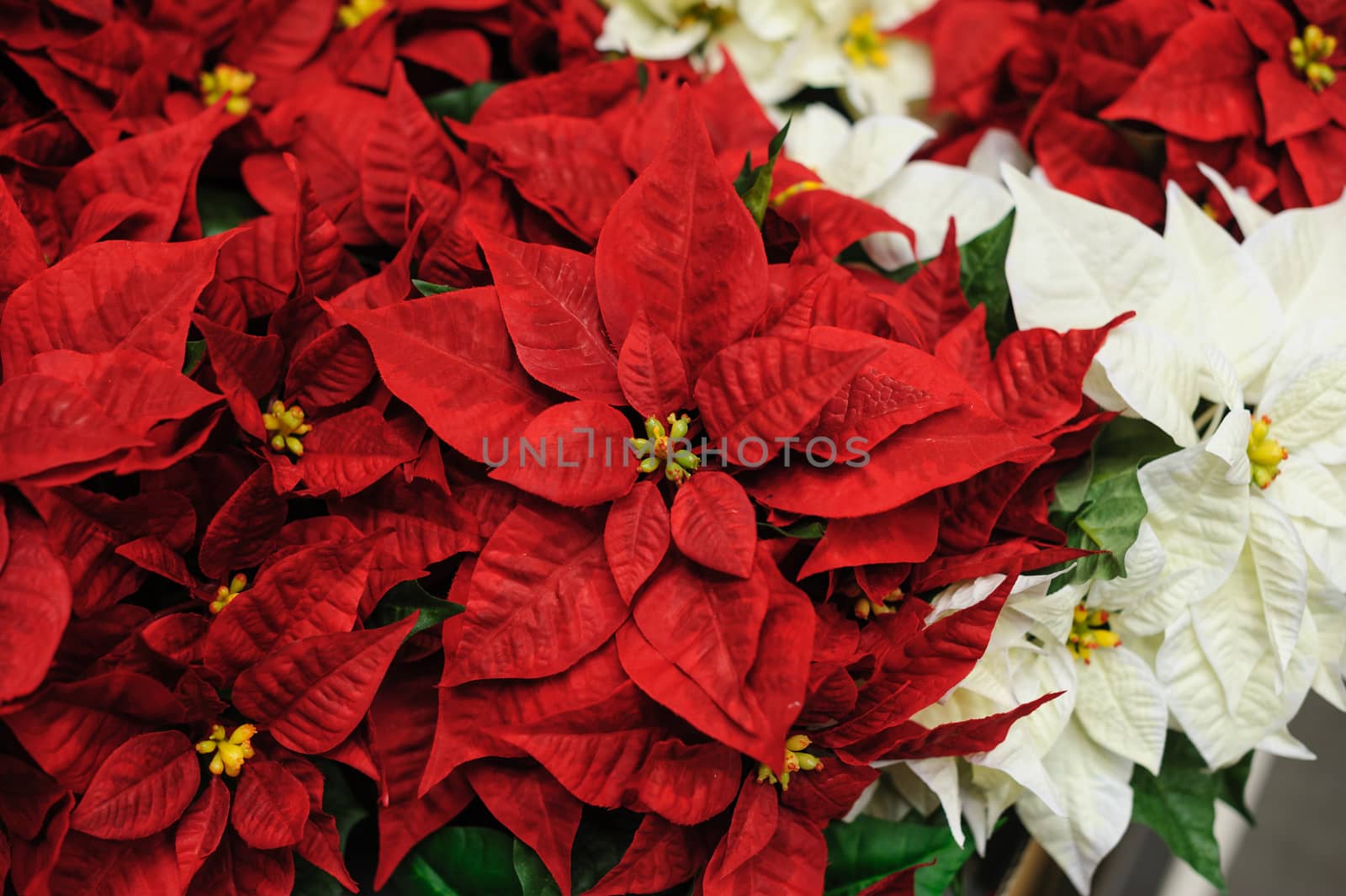 Red and white flowers Christmas star for decor