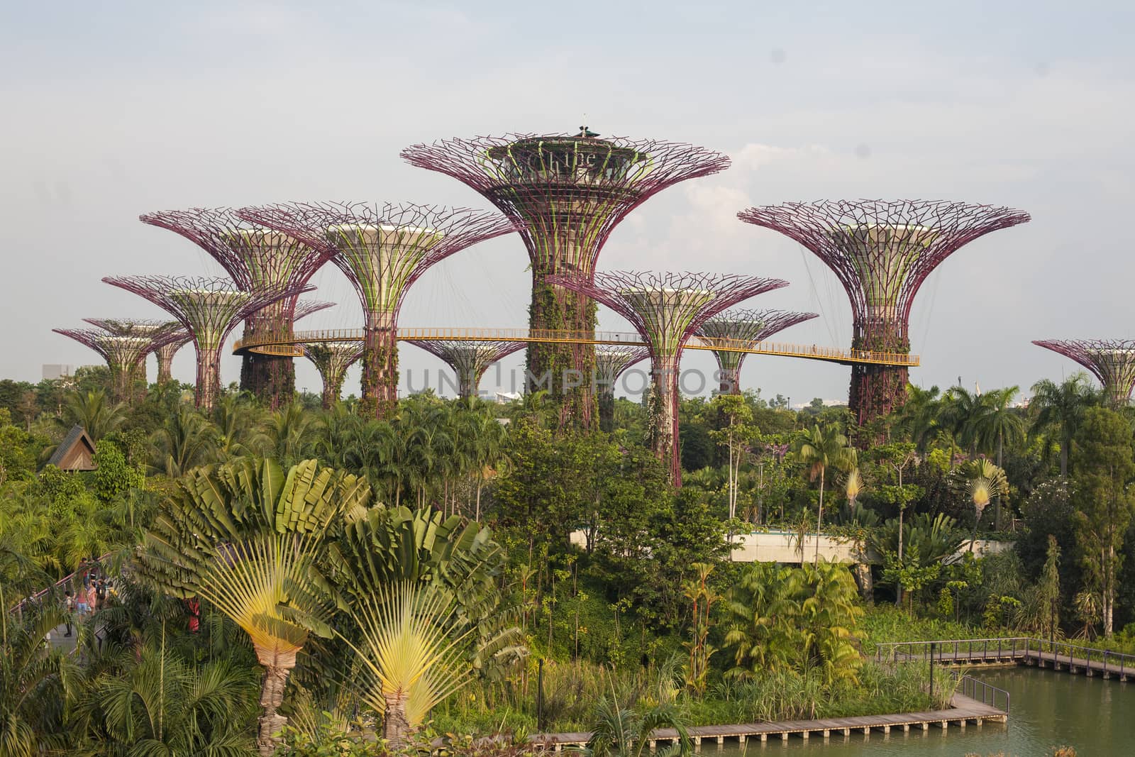 Supertrees in garden by the bay at  South Singapore by Vanzyst