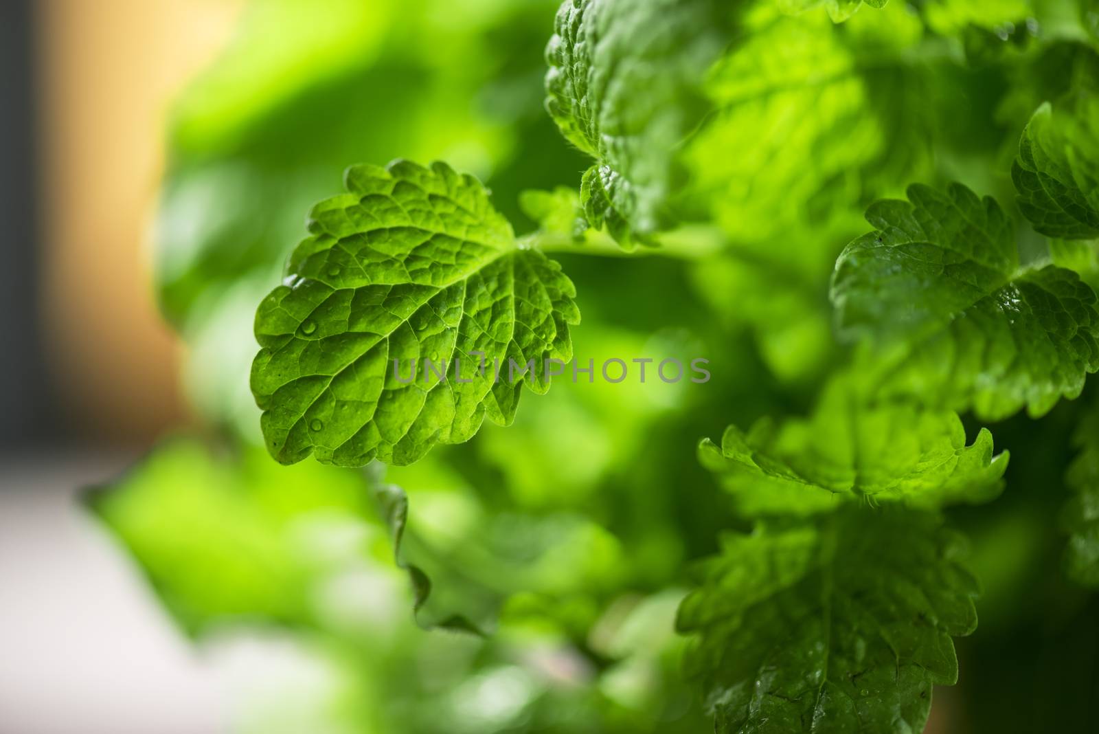 Green fresh melissa leaves close up
