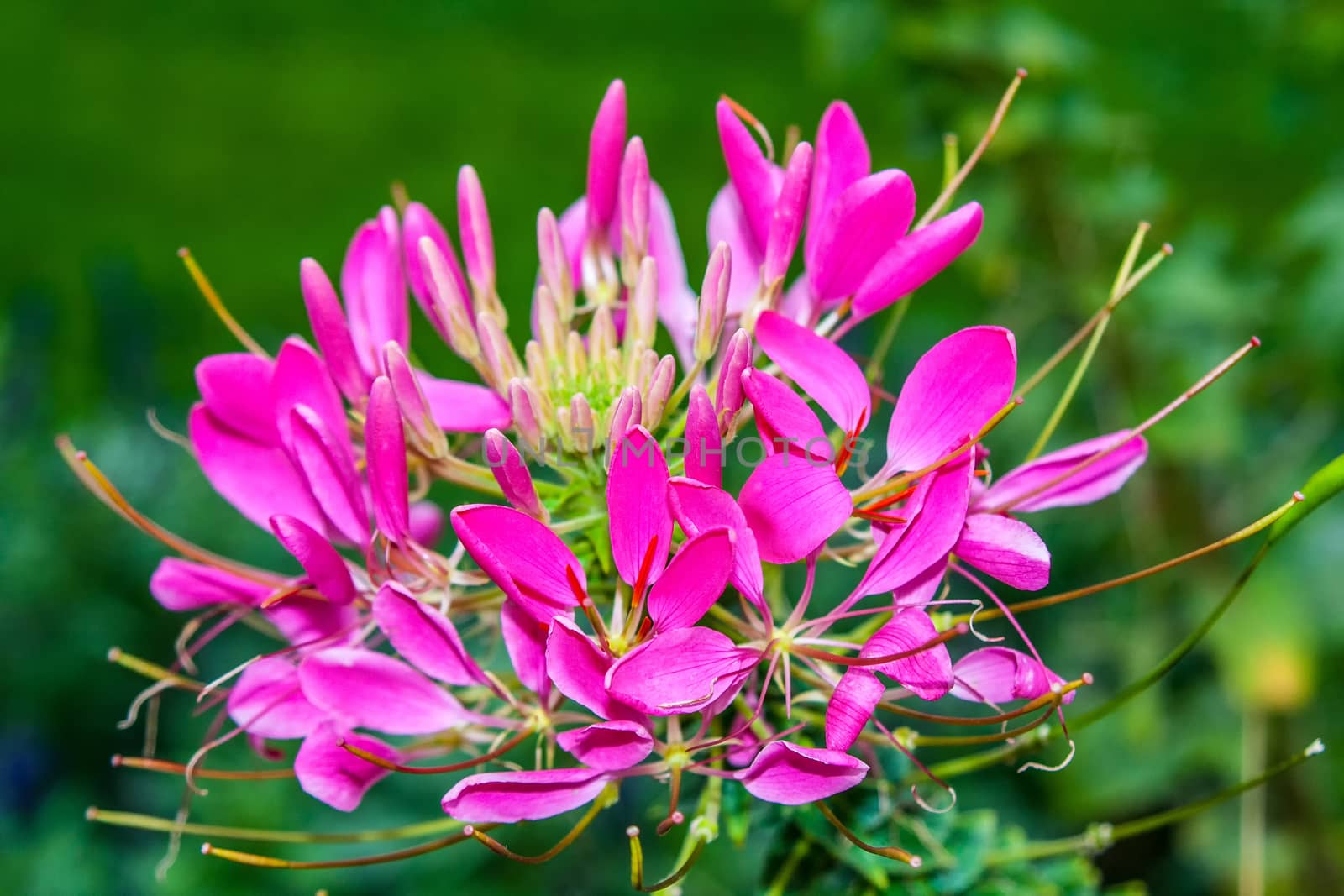 A nice warm pink flower