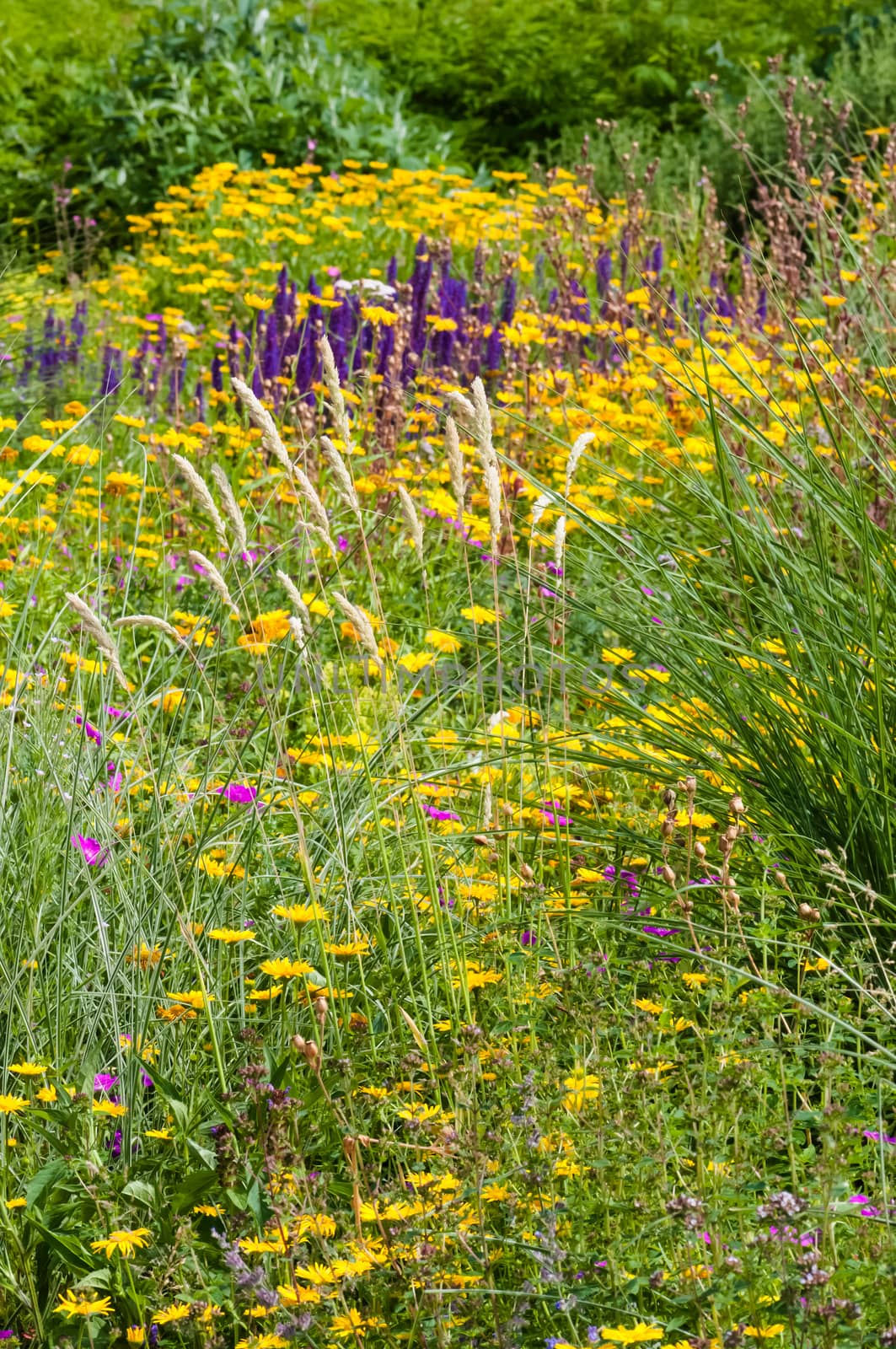 Wildflower field garden summer spring colourful plants outdoors blooming flowers by Altinosmanaj