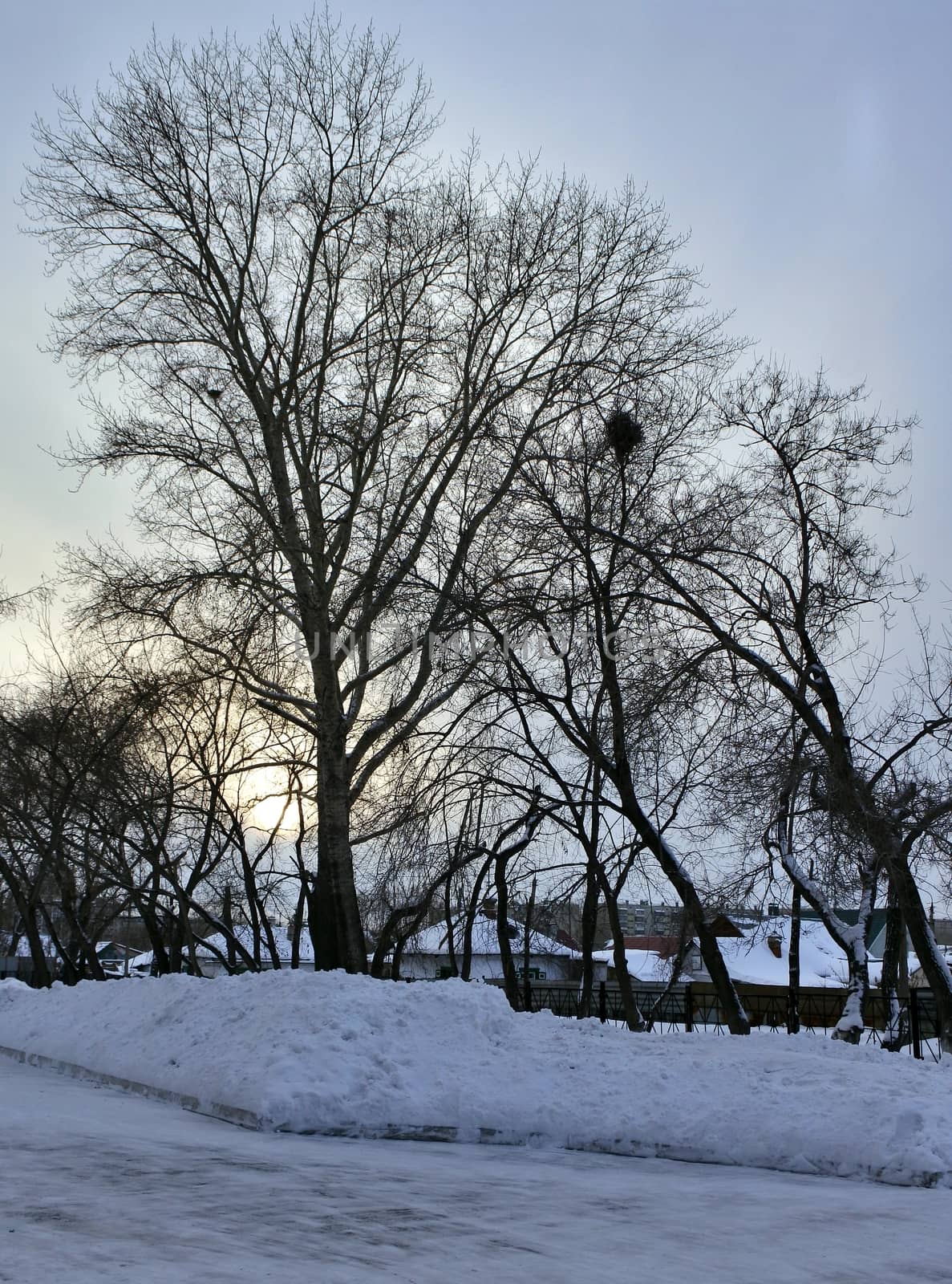 Leafless winter trees against grey cloudy sky background