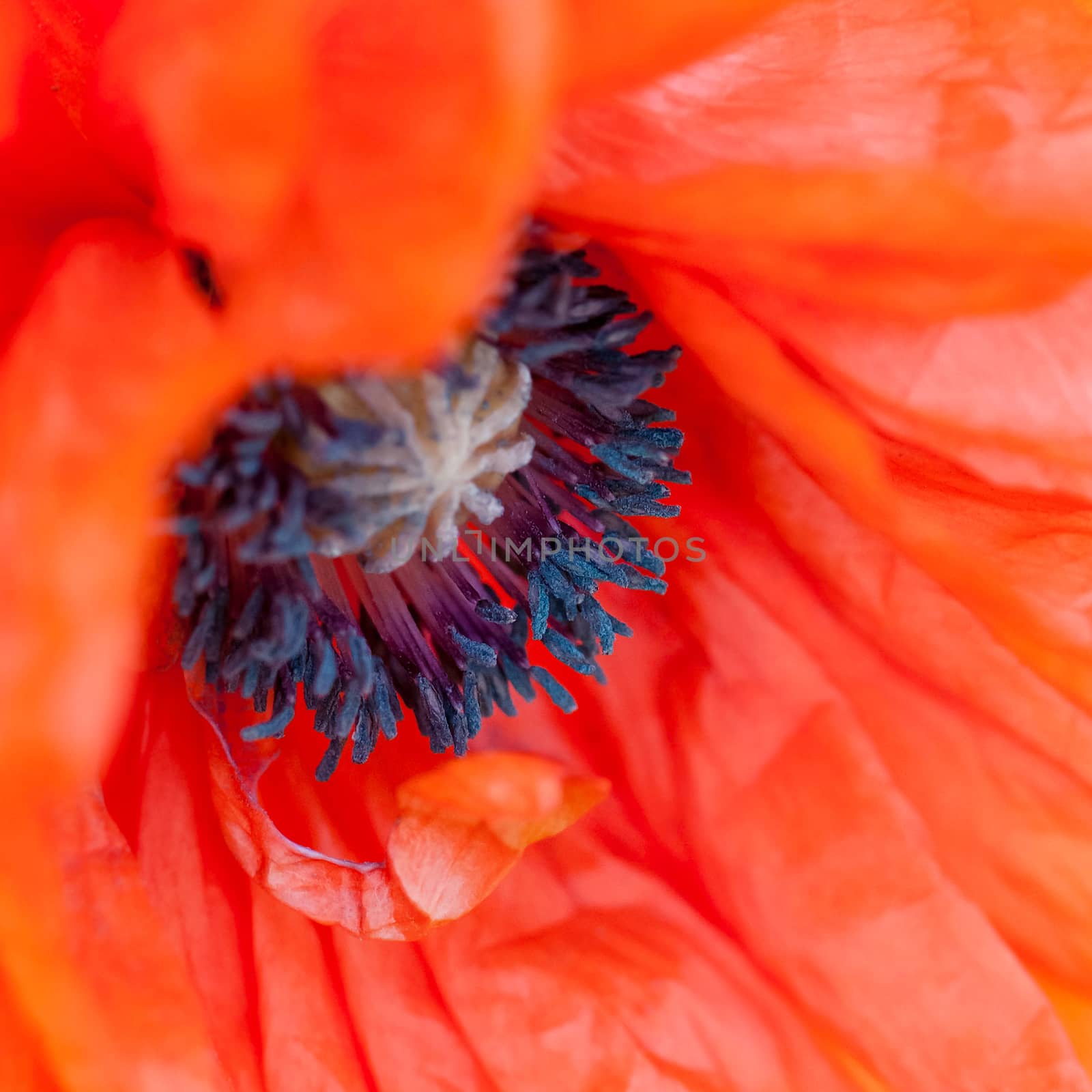 Red poppy close macro shot flower papaver rhoeas square by Altinosmanaj