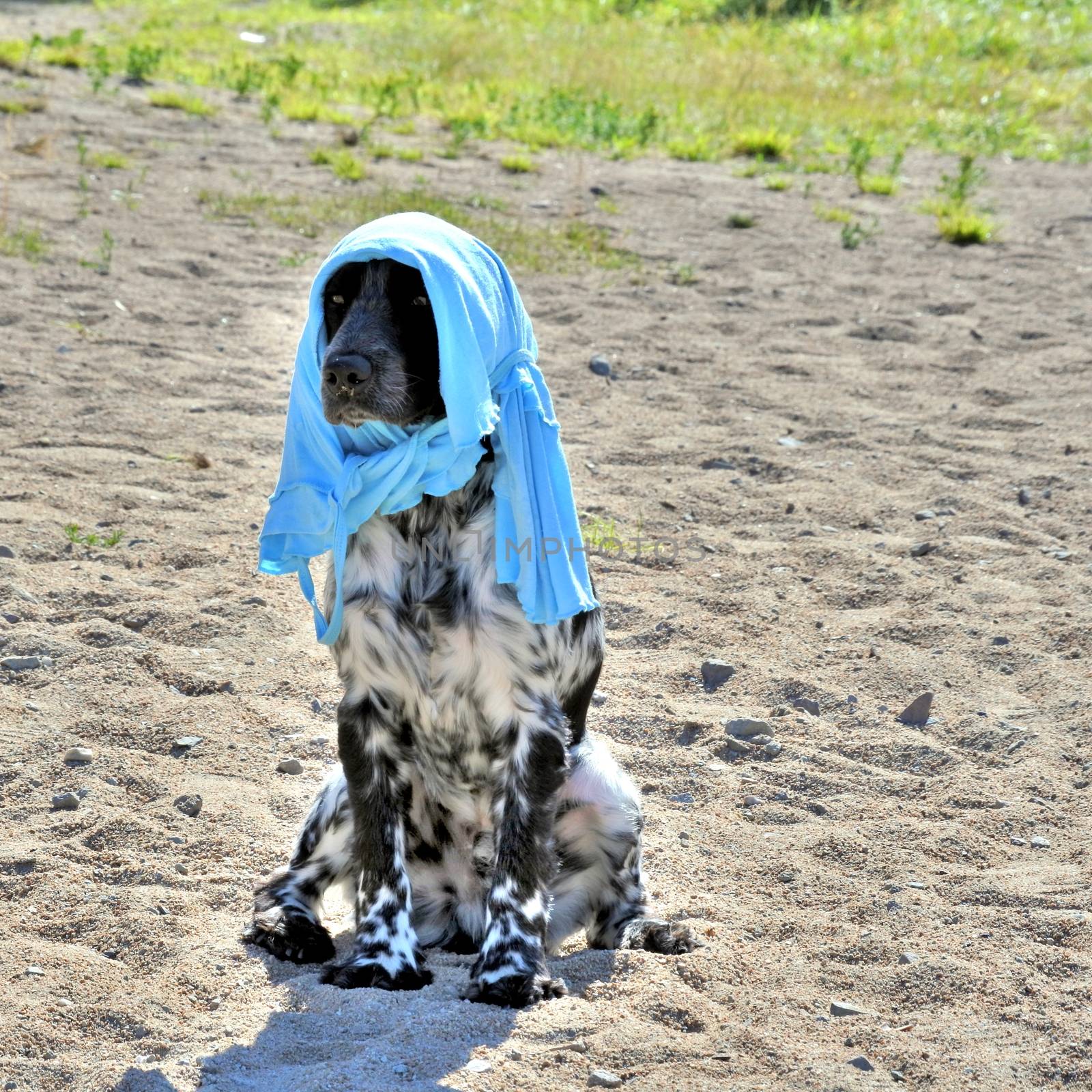 hot weather young dog from the heat dressed in a t-shirt host For cooling