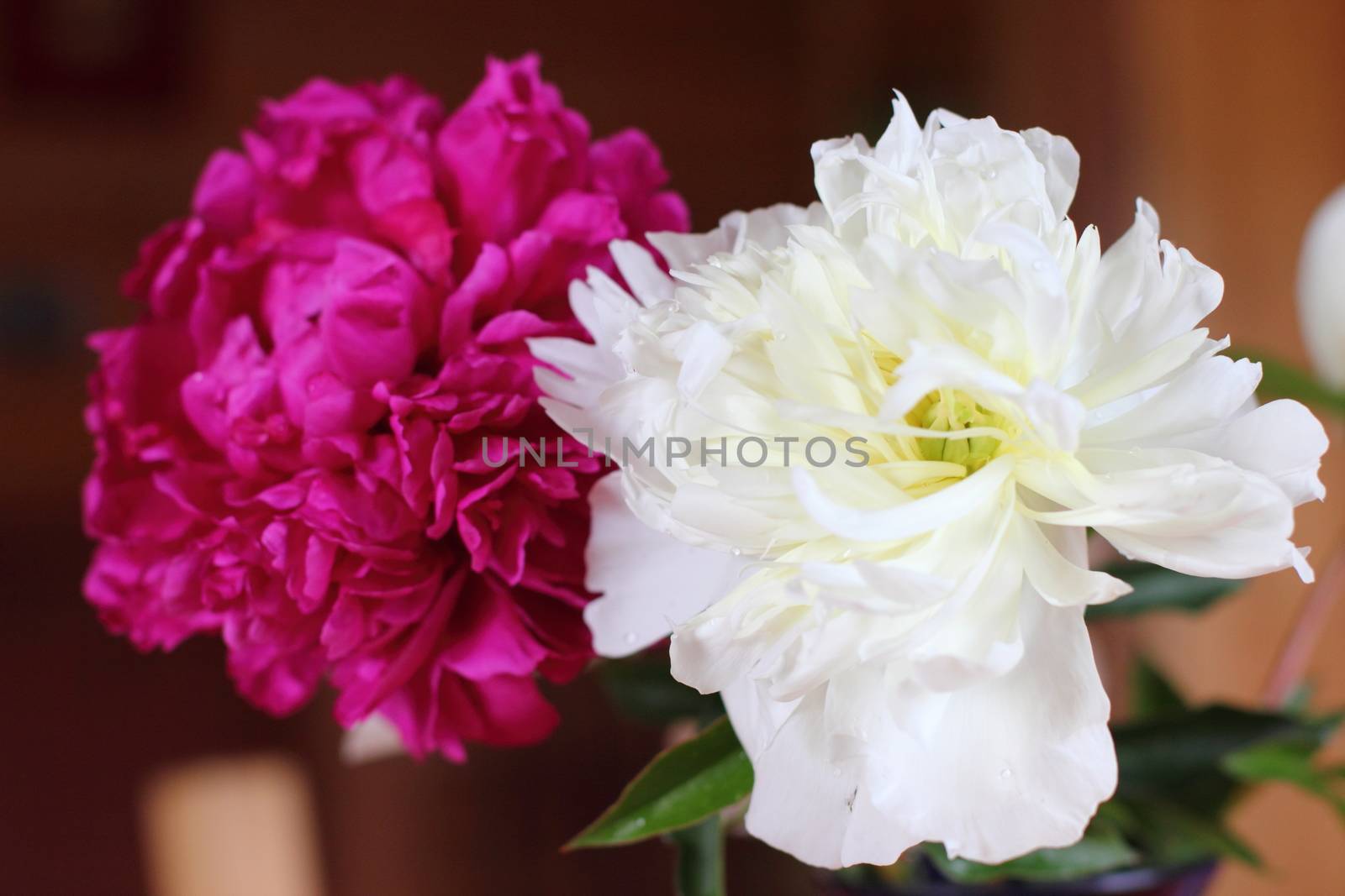 red and white peonies by Metanna