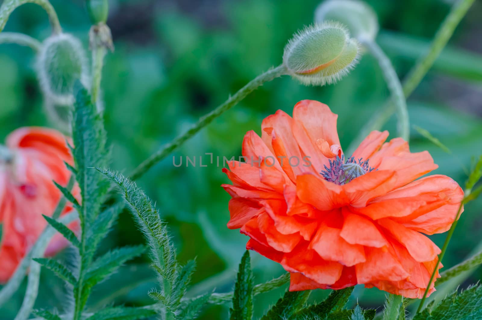 Poppy buds and flowers in bloom springtime vibrant colourful red and orange natural plant