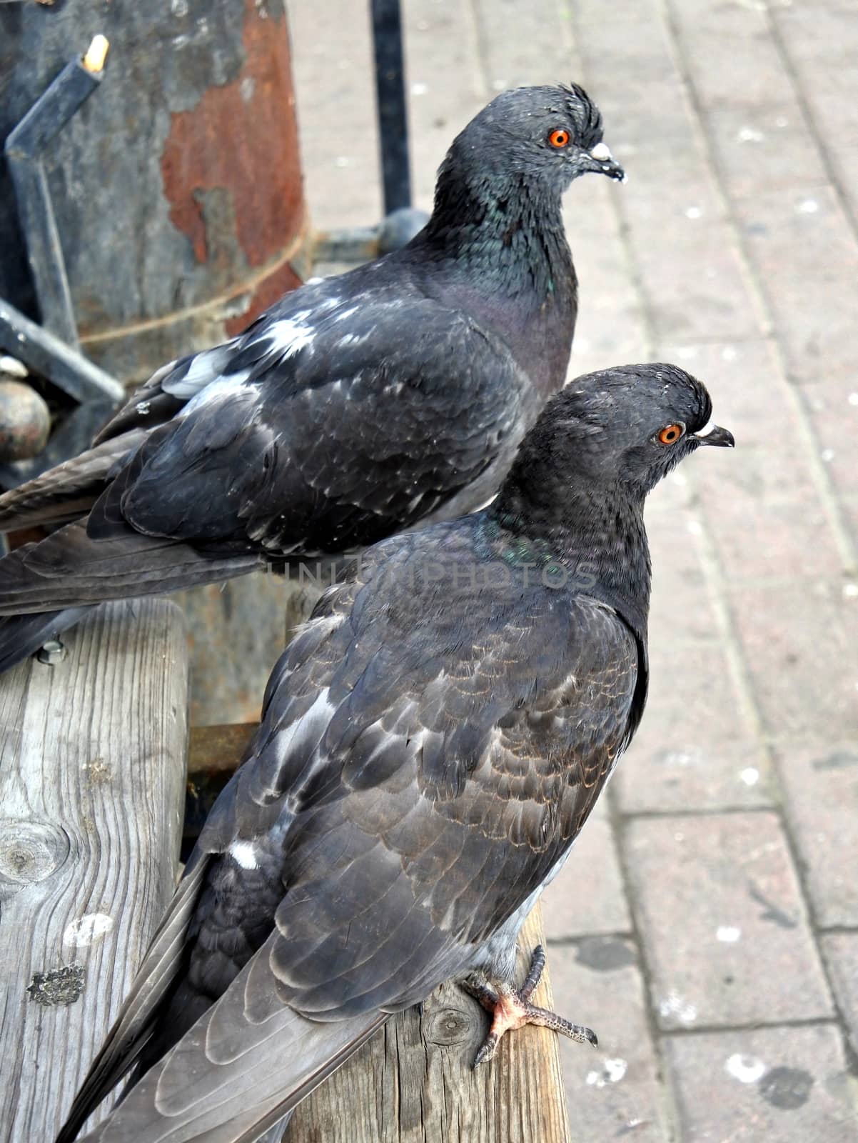 Two city pigeons sitting on a wooden bench. Selective focus.