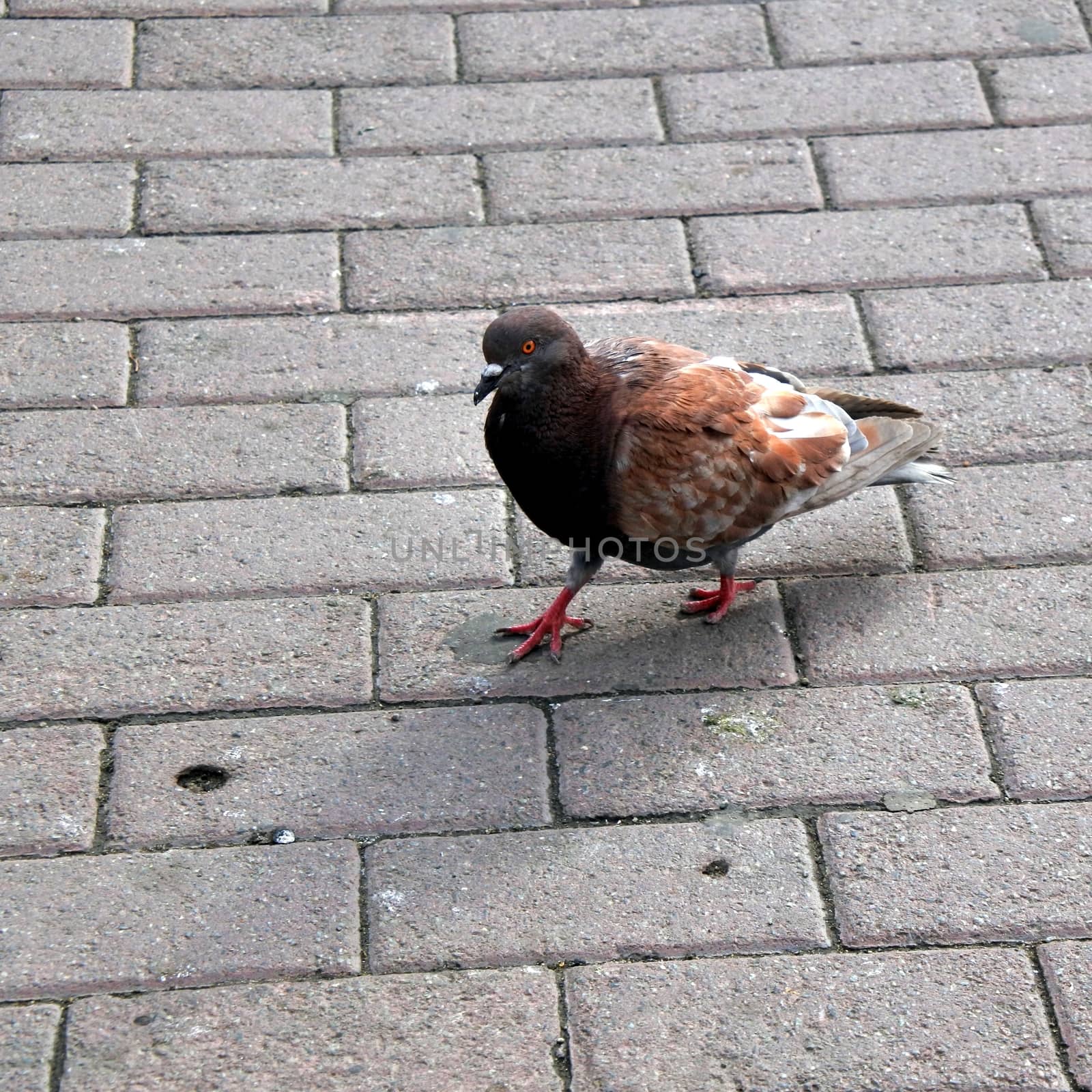 sity brown dove standing at the track