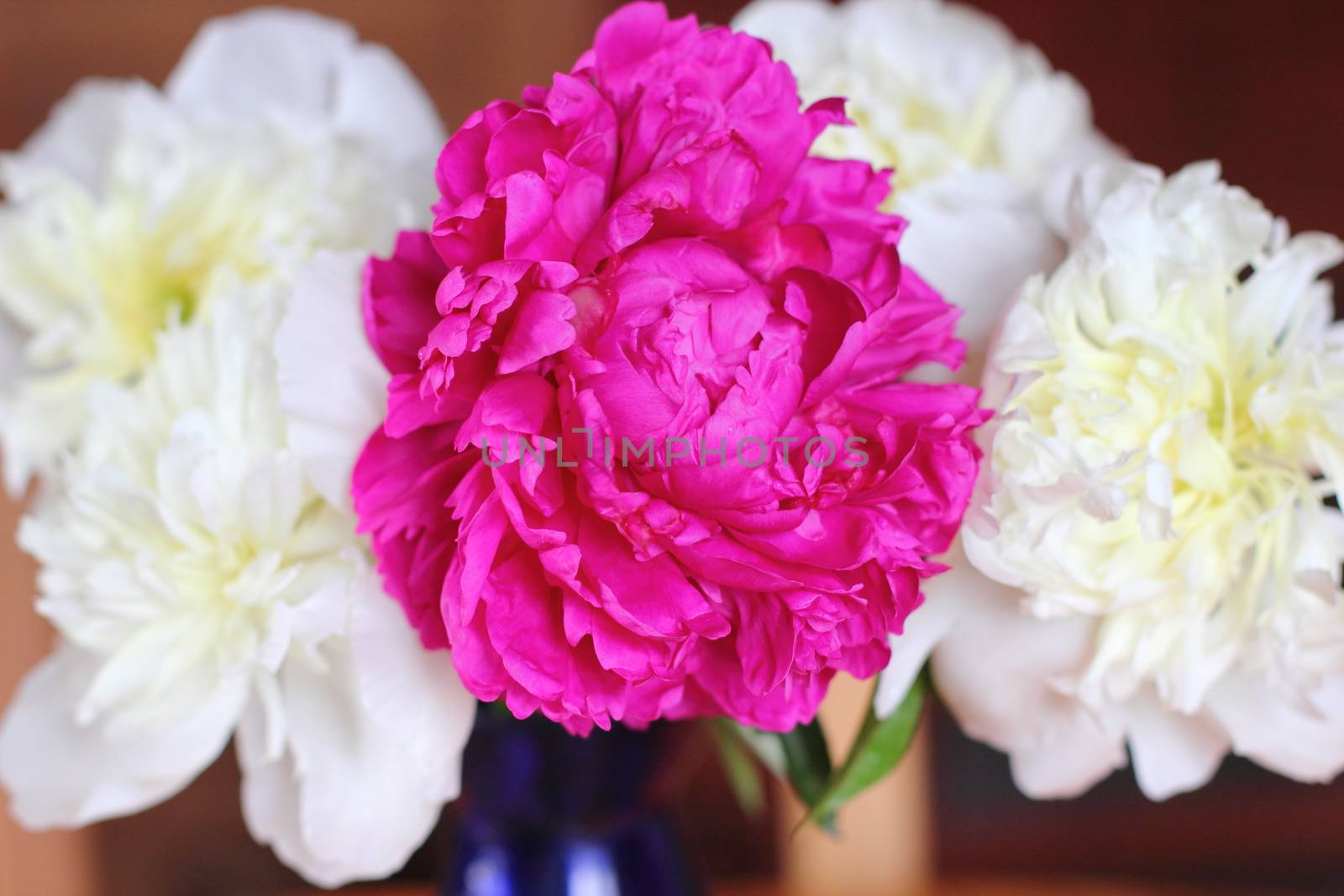 red and white peonies in a vase. Bouquet of flowers