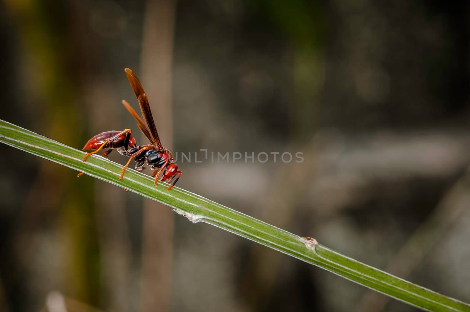 Red paper wasp hornet polistes carolina perplexus single closeup macro by Altinosmanaj