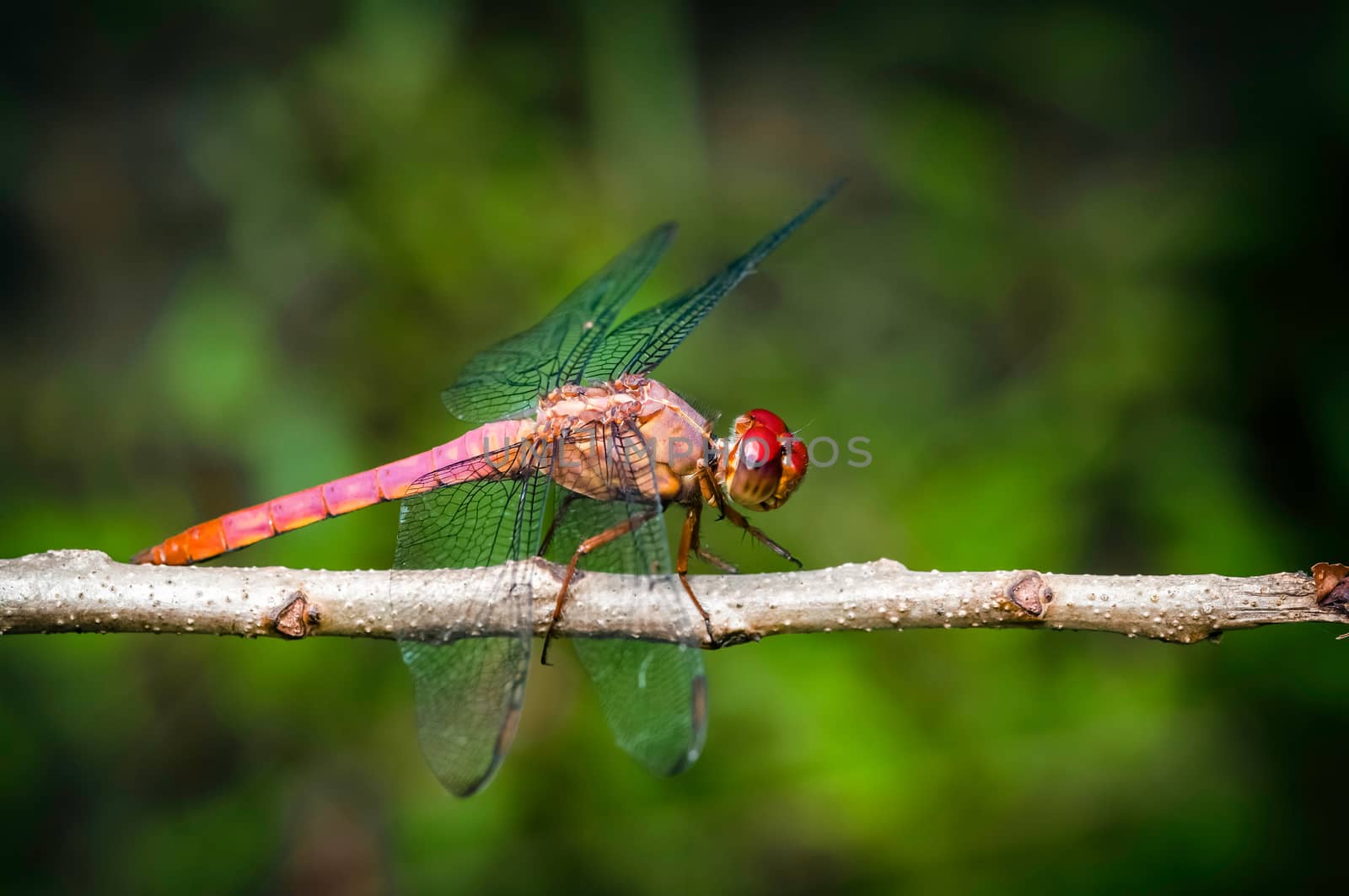 Red dragonfly insect resting on twig closeup macro by Altinosmanaj