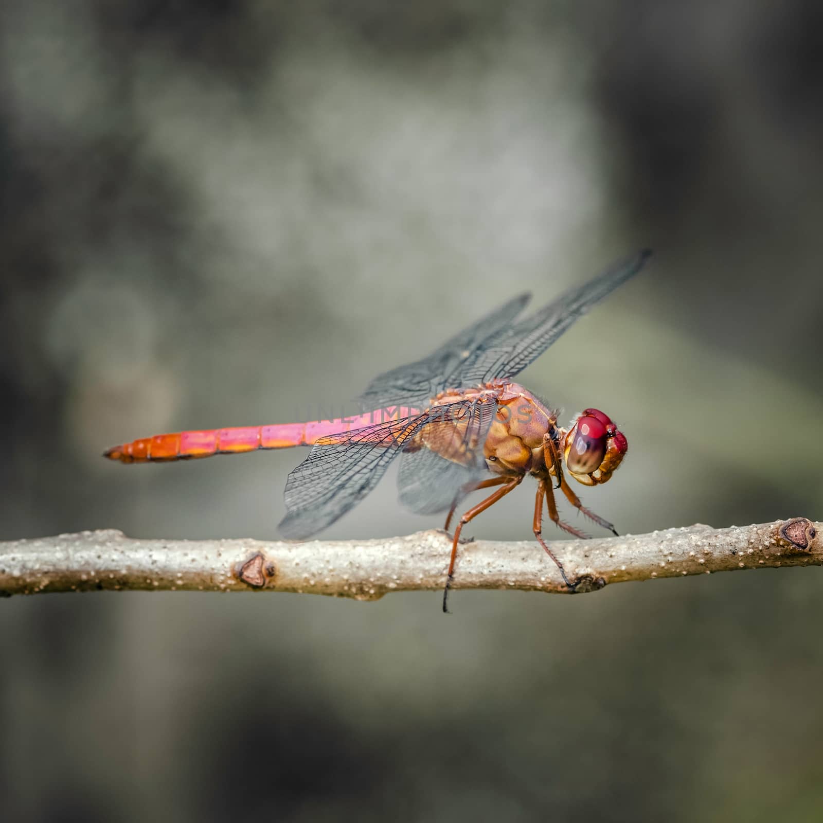 Red dragonfly insect resting on twig closeup macro square by Altinosmanaj