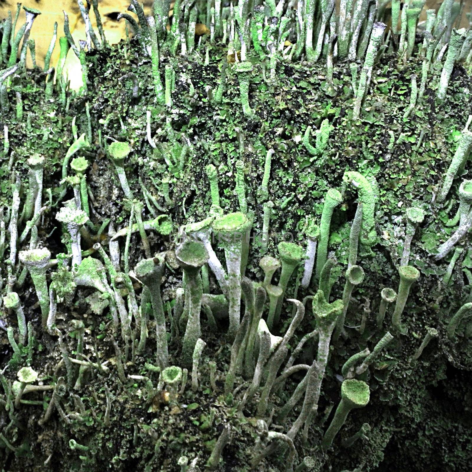 Macro closeup cyan lichen Cladonia species in green moss. Shallow focus