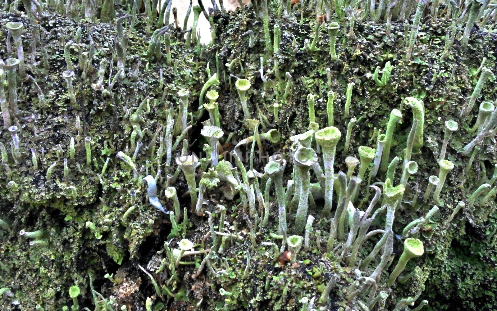 Macro closeup cyan lichen Cladonia species in green moss. Shallow focus