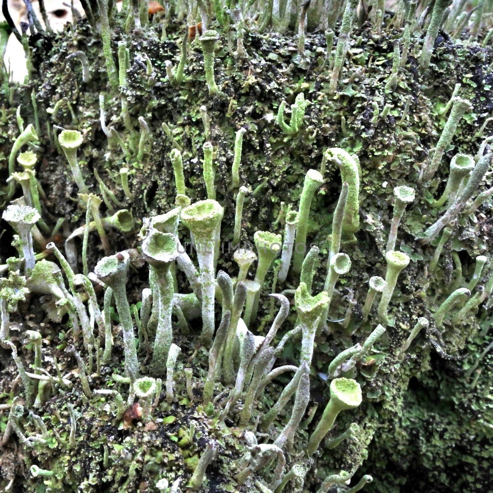 Macro closeup cyan lichen Cladonia species in green moss. Shallow focus