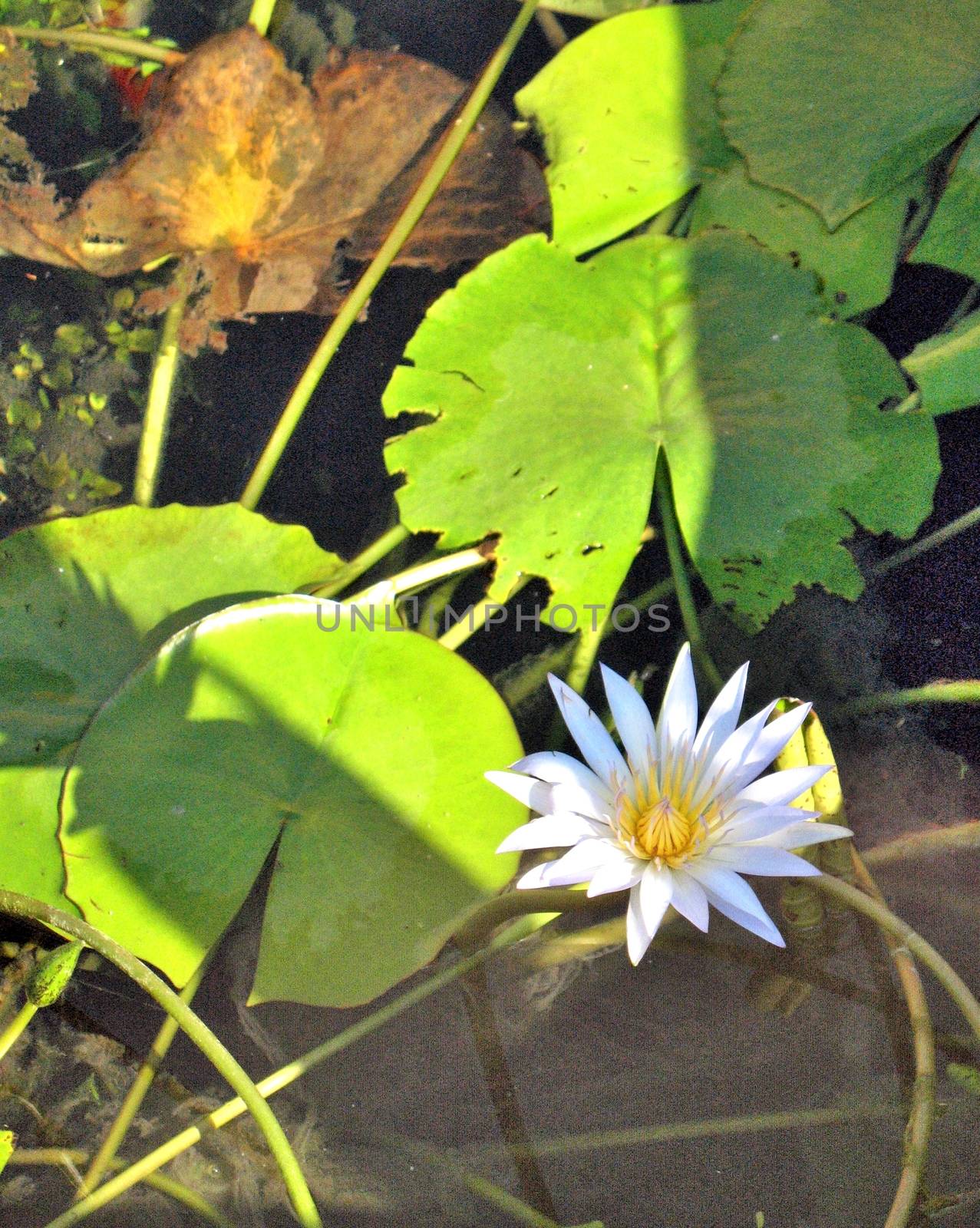 flowers blue Lotus in front of the Egyptian Museum in Cairo