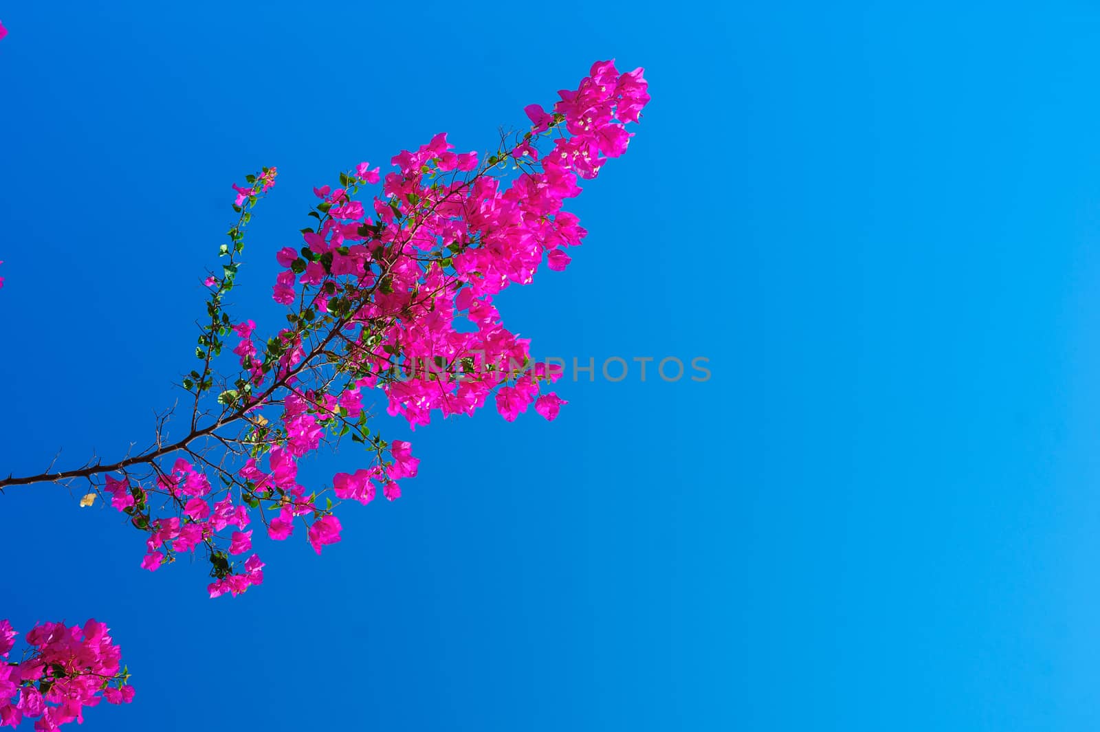 branch of Red bougainvillea on the sky background.