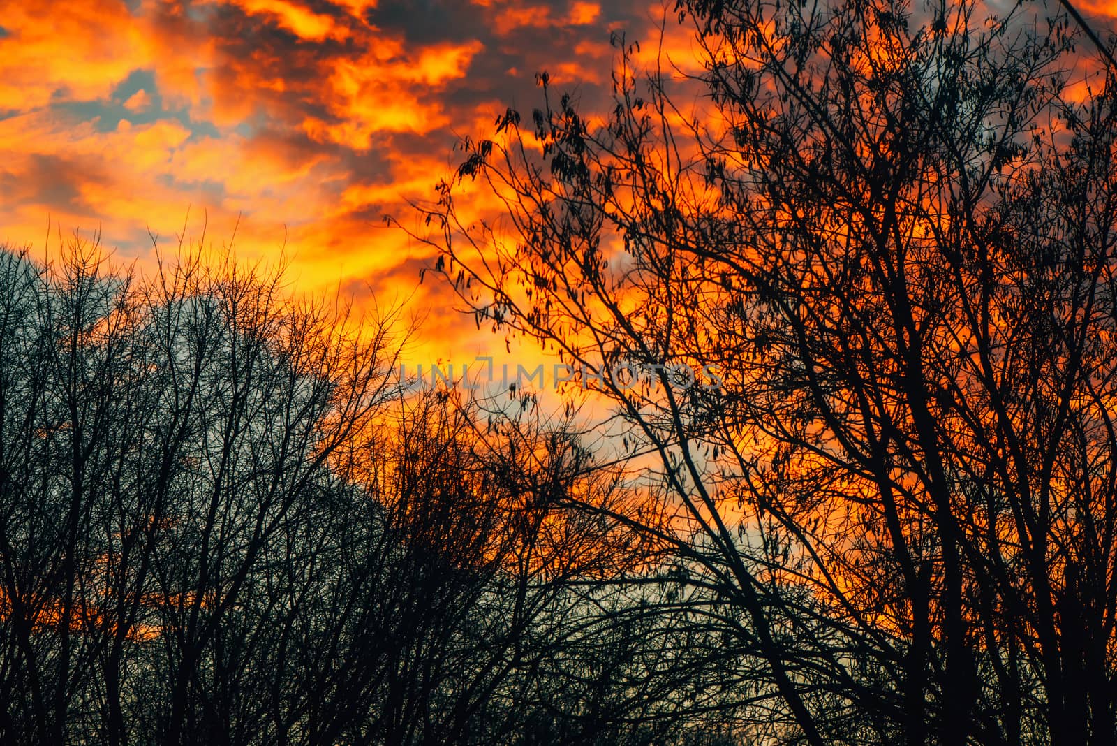 Orange clouds in winter sunset through bare tree branches by stevanovicigor