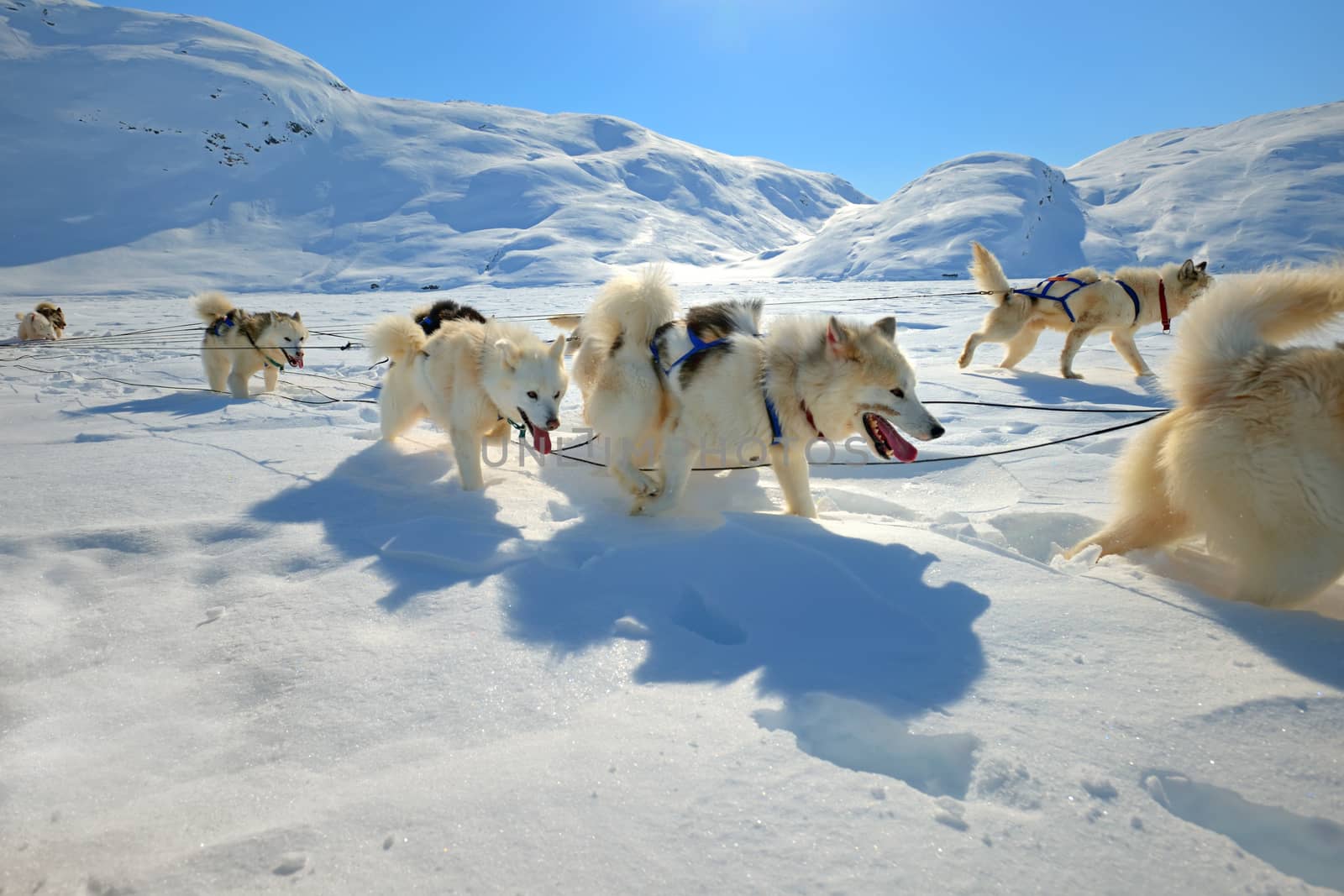 Sled dogs on the pack ice of East Greenland