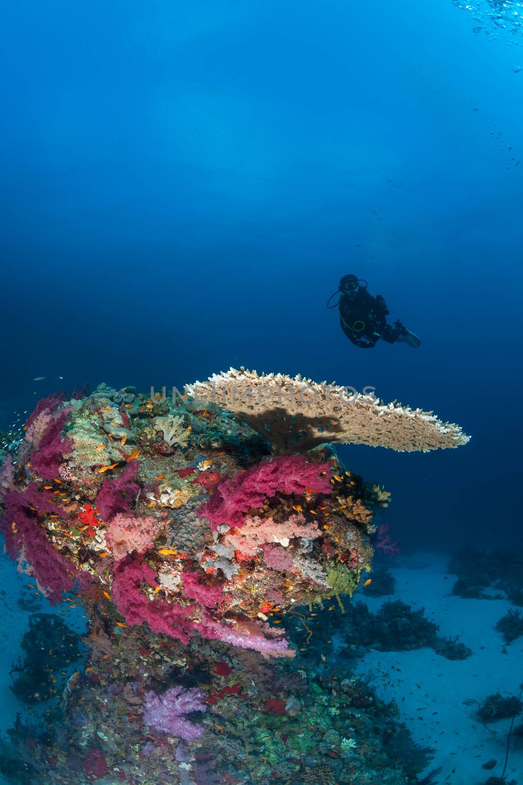 diver coral life diving Sudan Soudan Red Sea safari