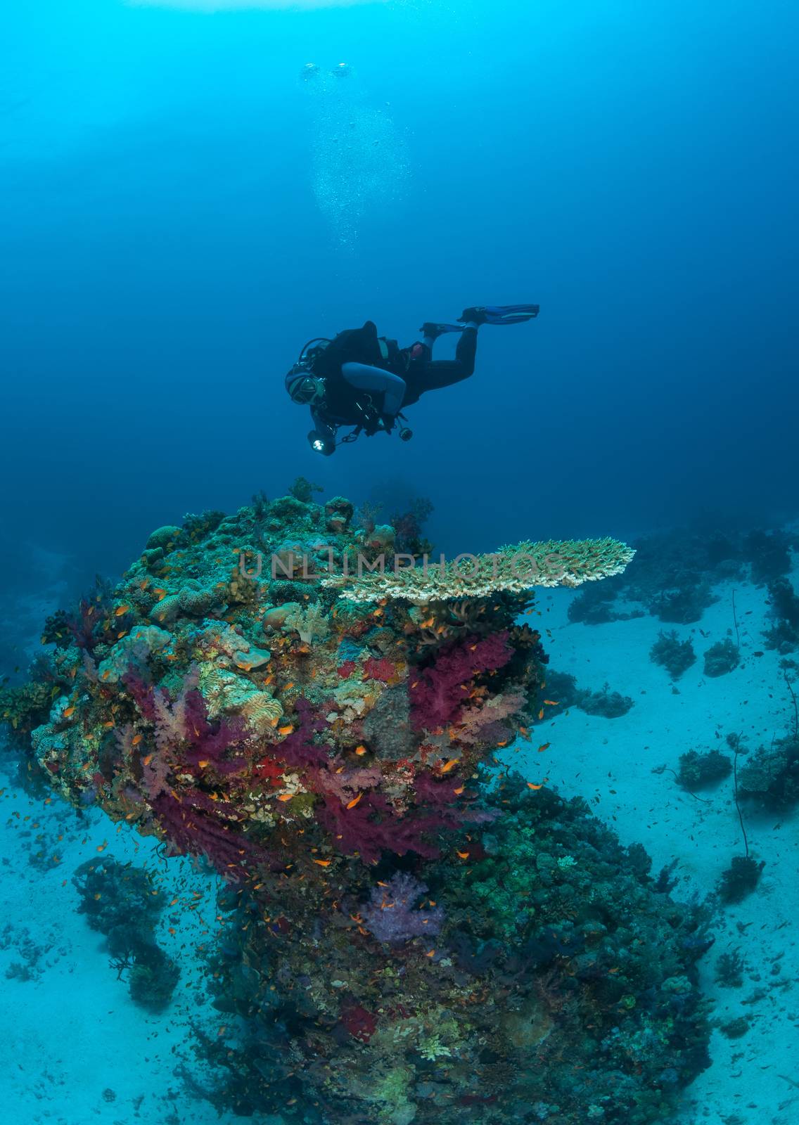 diver coral life diving Sudan Soudan Red Sea safari by desant7474