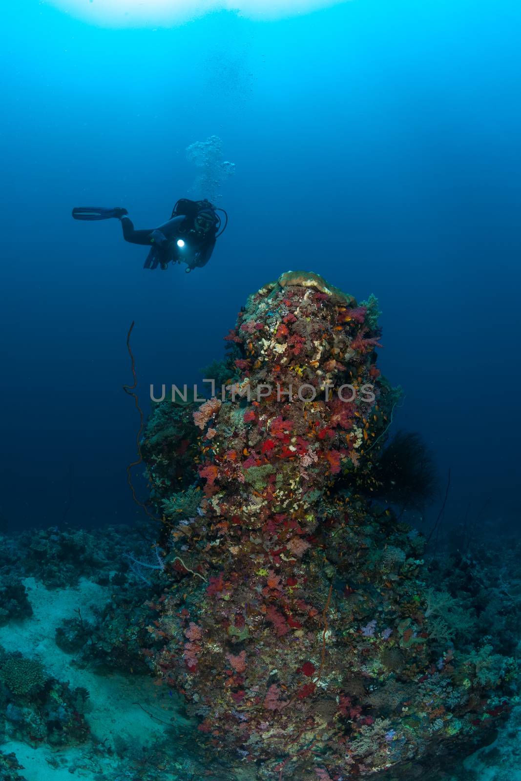 diver coral life diving Sudan Soudan Red Sea safari by desant7474