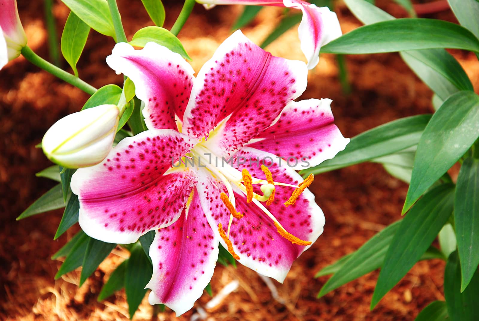 Beautiful pink Lily with leaves in background.