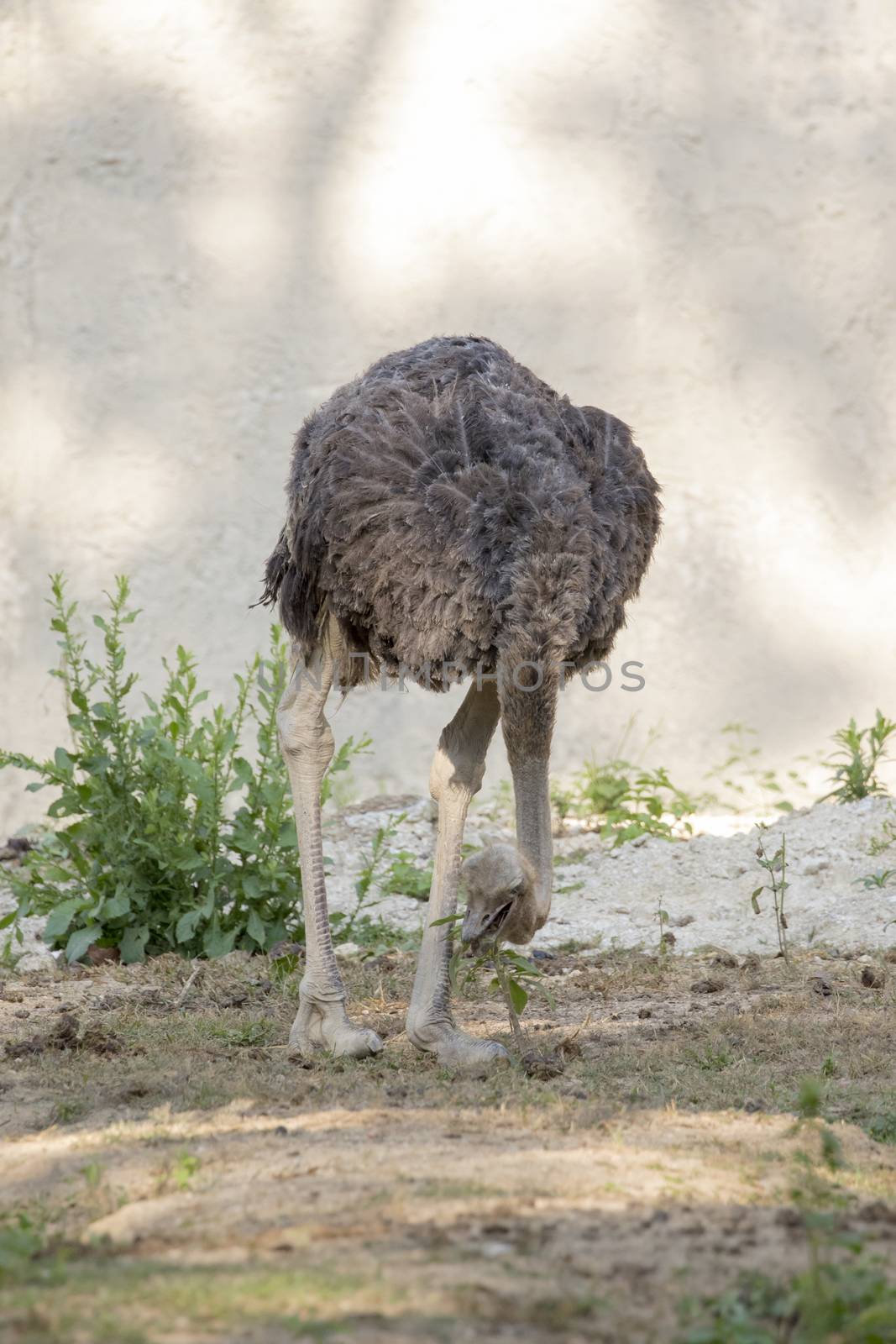 Image of an ostrich on nature background. Wild Animals.