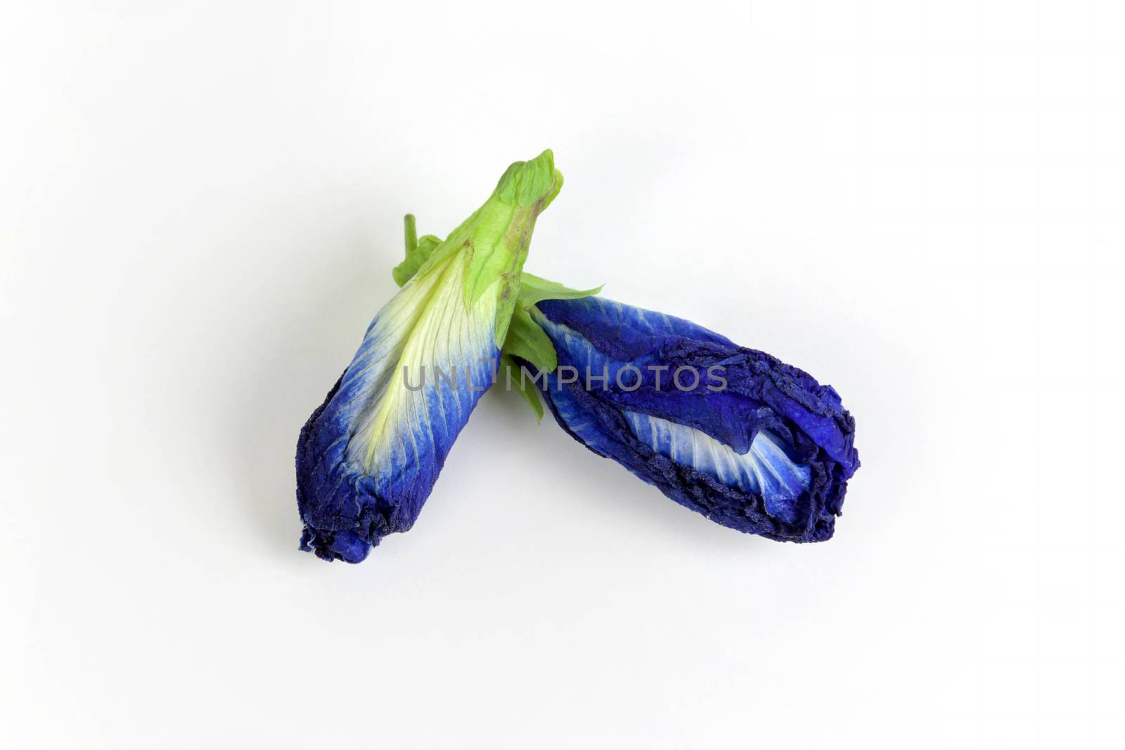Butterfly pea tea Anchan Dried flowers to make tea on white background