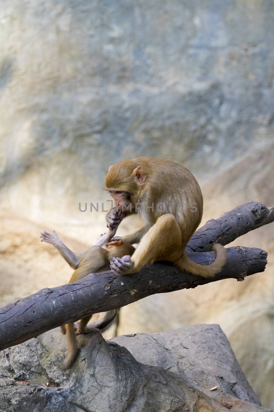 Image of mother monkey and baby monkey sitting on a tree branch.