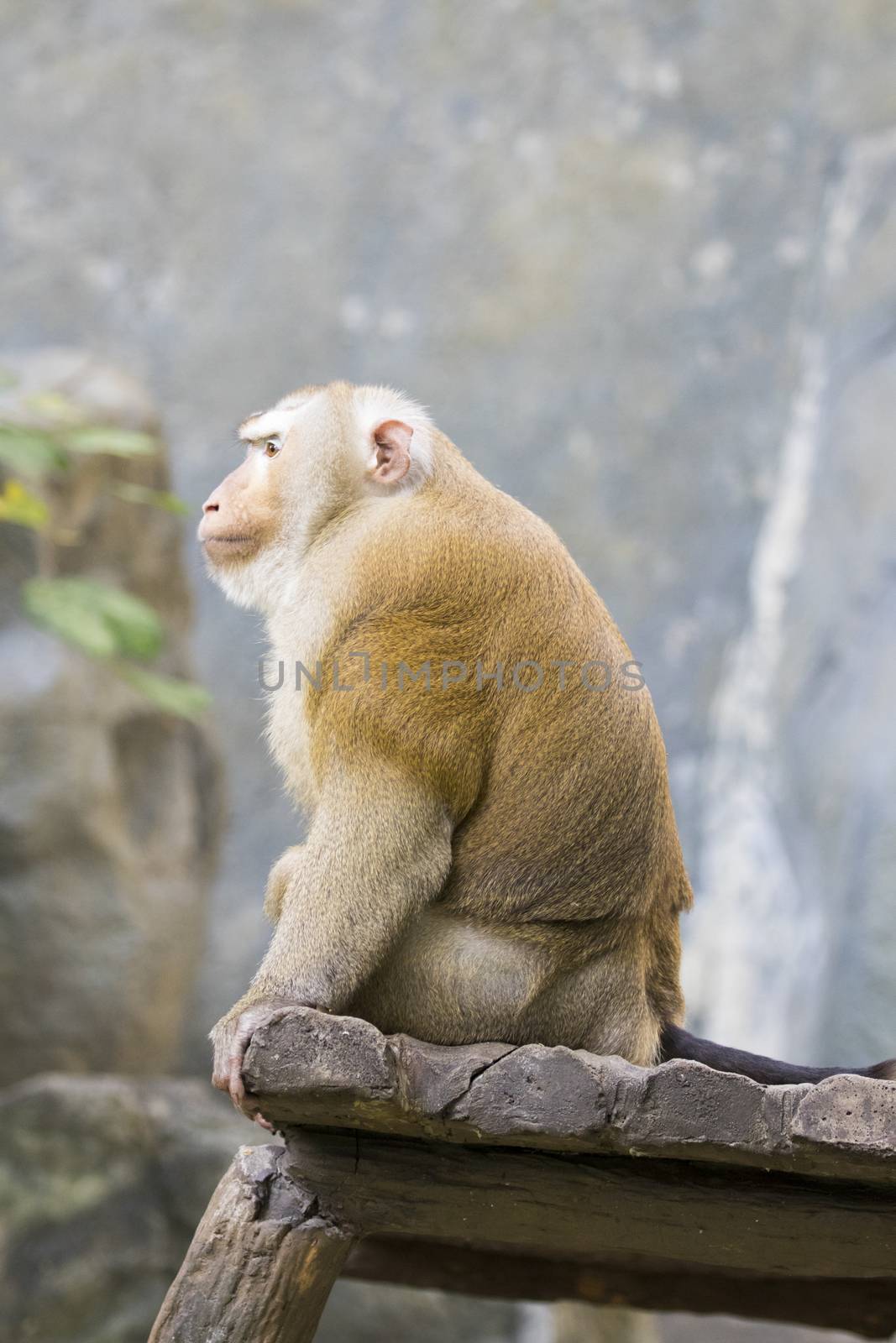 Image of a brown rhesus monkeys on nature background.