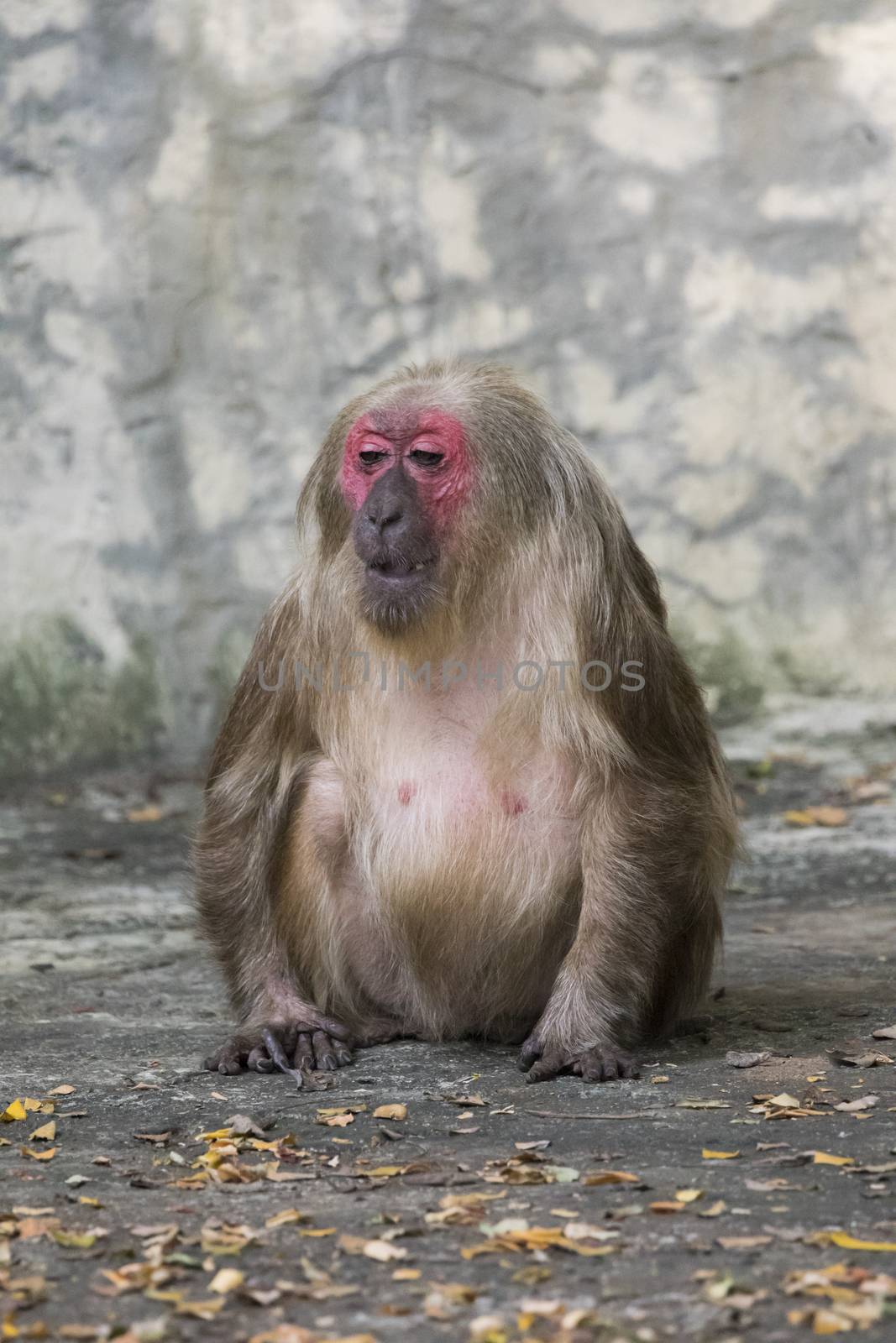 Image of a monkey on nature background. Wild Animals. (Stump-tailed macaque)