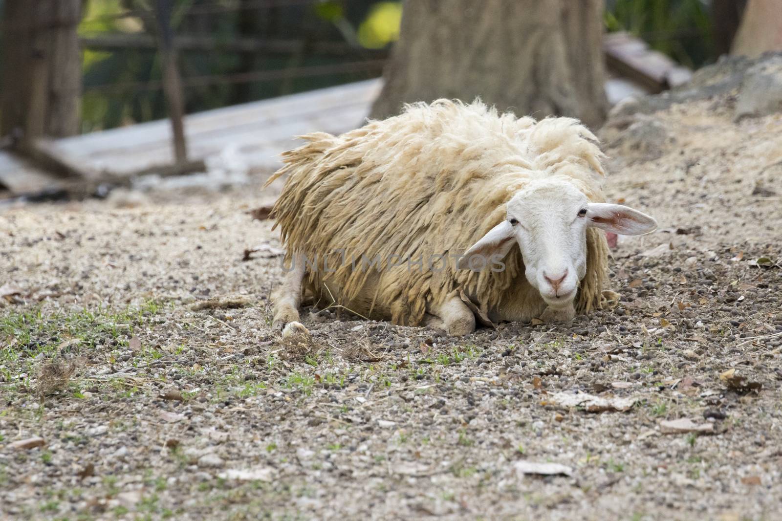 Image of a brown sheep relax on nature background.. Farm Animals.