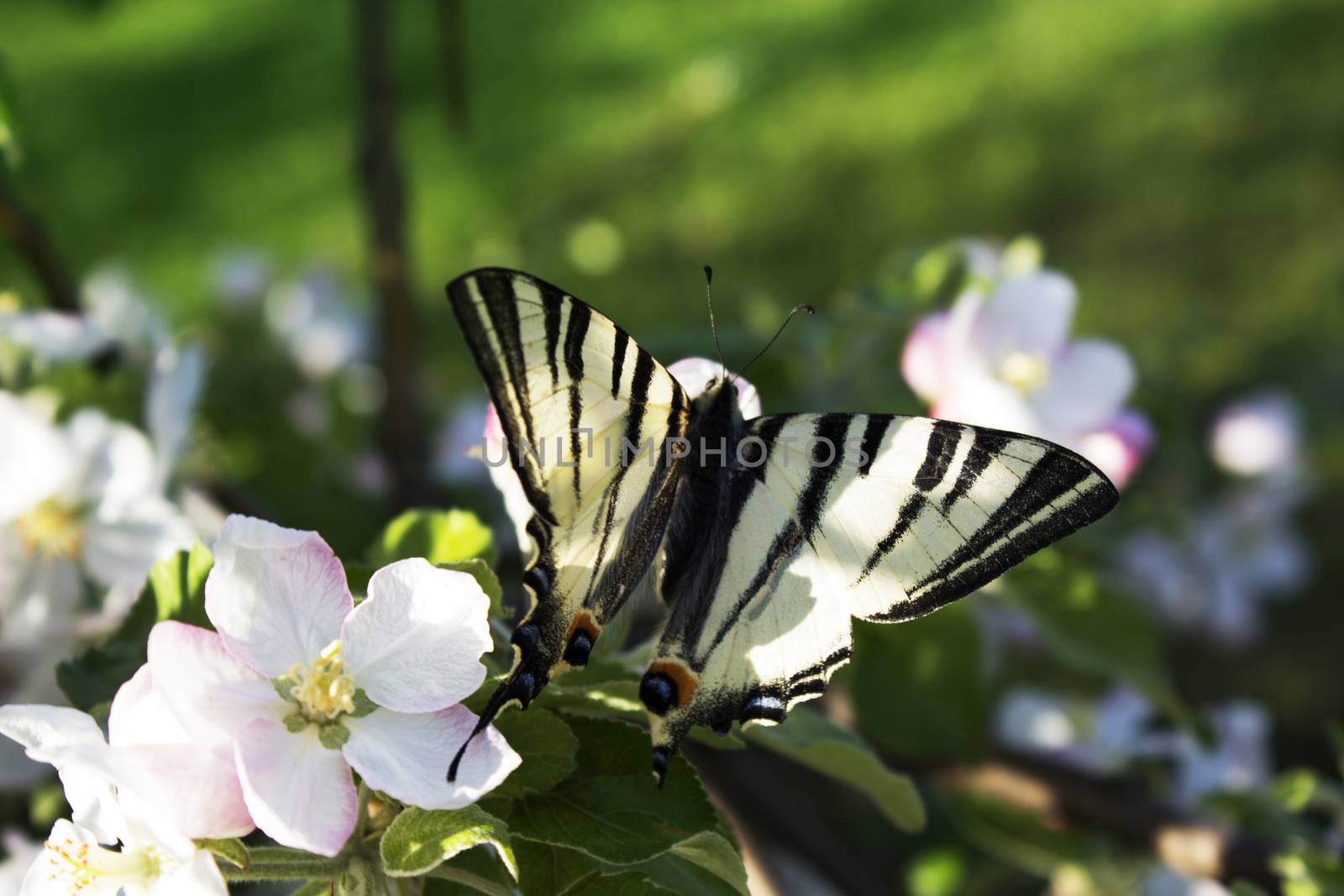 butterfly drinking nectar on white flowers. Close up butterfly and apple tree flowers. Close up of butterfly on white-pink blossom apple tree