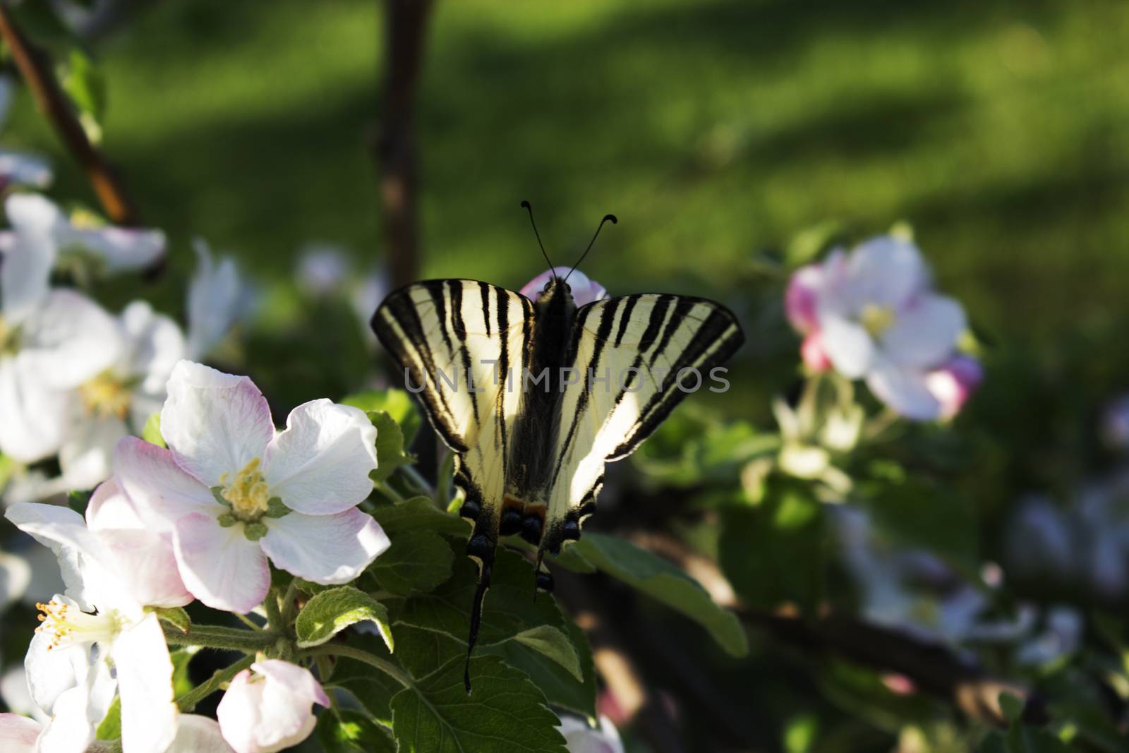 butterfly drinking nectar on white flowers. Close up butterfly and apple tree flowers. Close up of butterfly on white-pink blossom apple tree