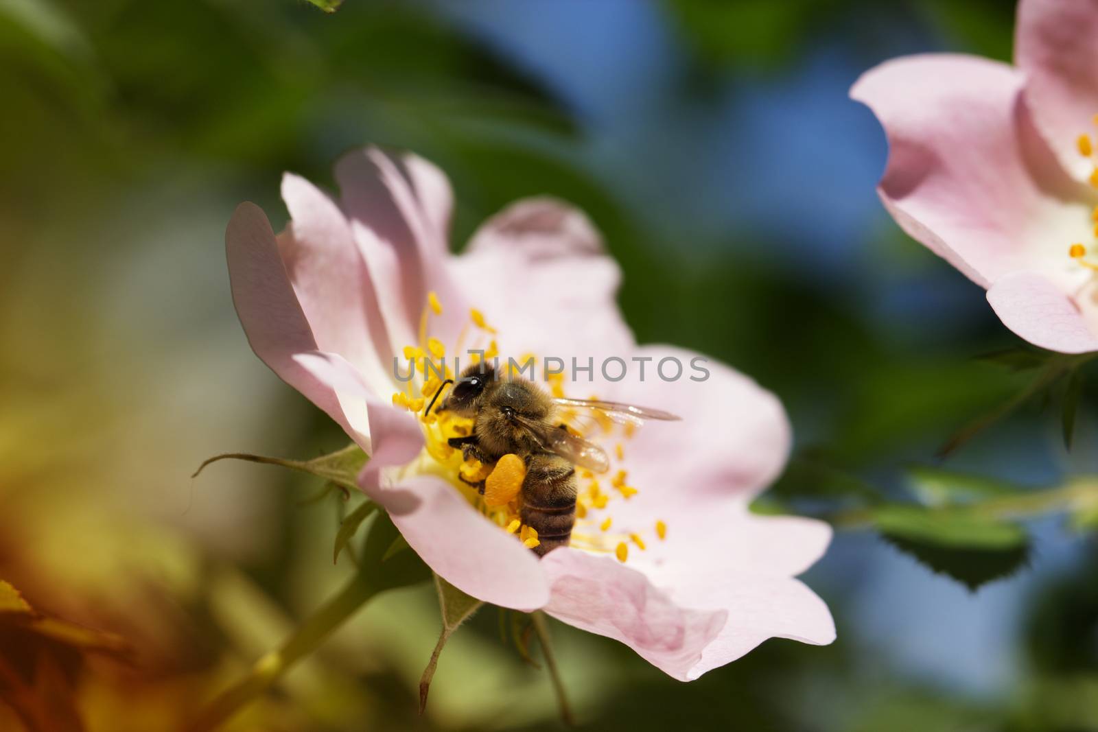 Bee on a flower of the pink flowers blossoms. Macro of honey bee (Apis) feeding on pink flower